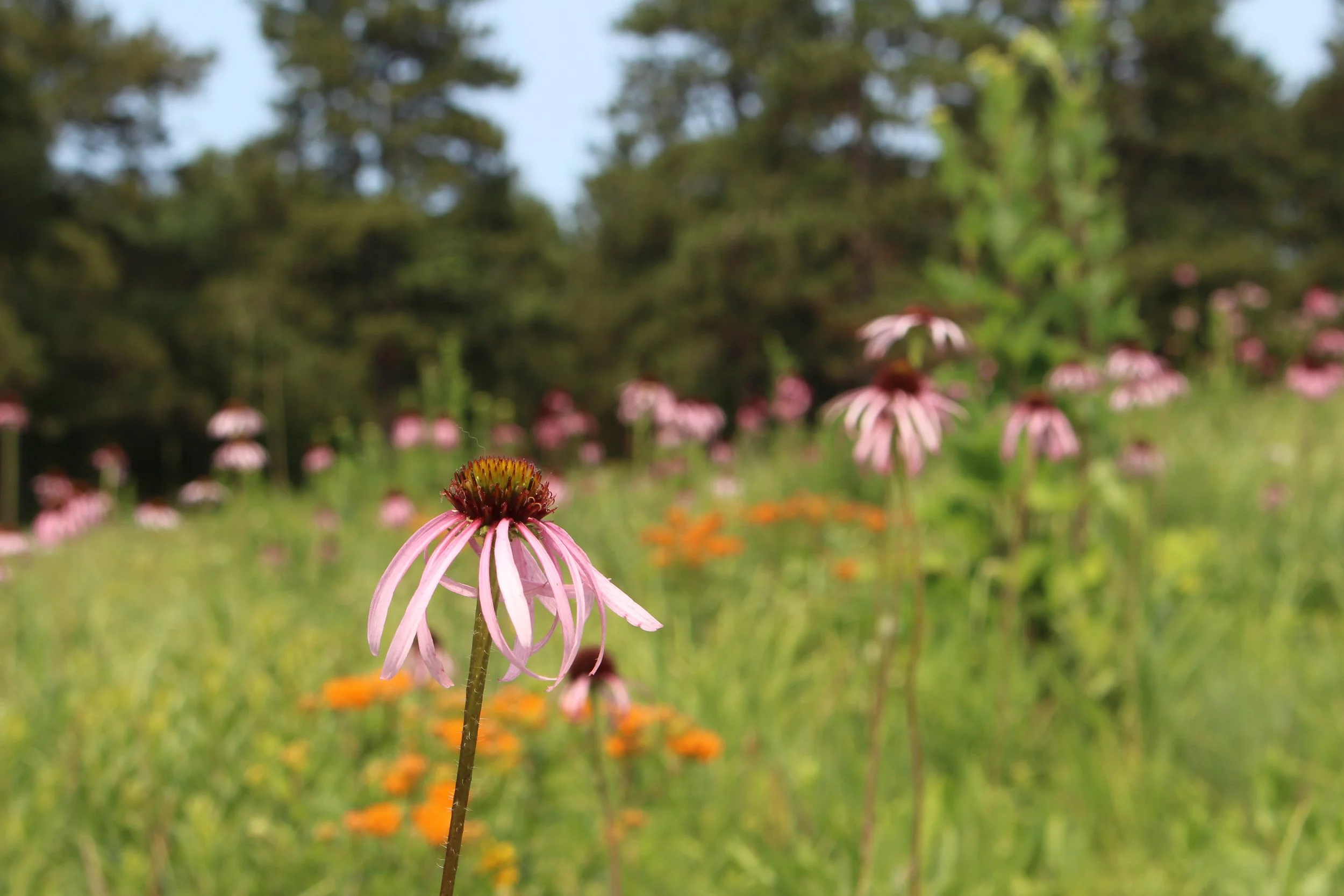 Close-up of a pink coneflower (Echinacea) blooming in a field with other flowers and trees in the background.