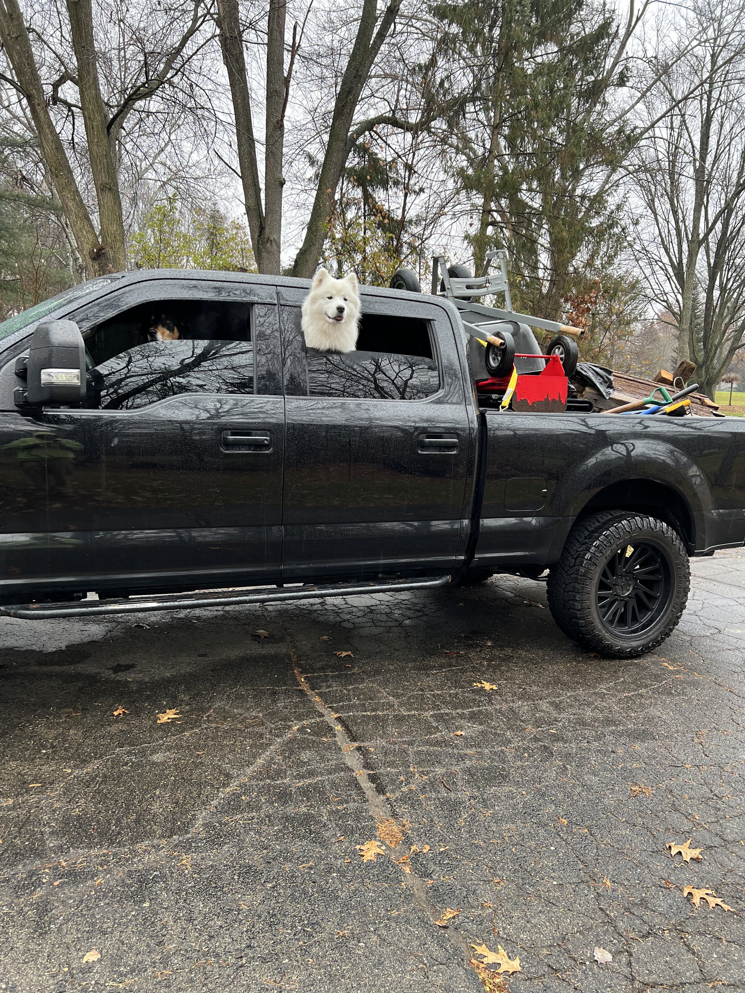 A black pickup truck parked on an asphalt surface with autumn leaves. A white fluffy dog sticking its head out of the open window, with another dog visible inside the cab. The truck's bed contains various tools, equipment, and a toy wheelbarrow, with trees in the background.