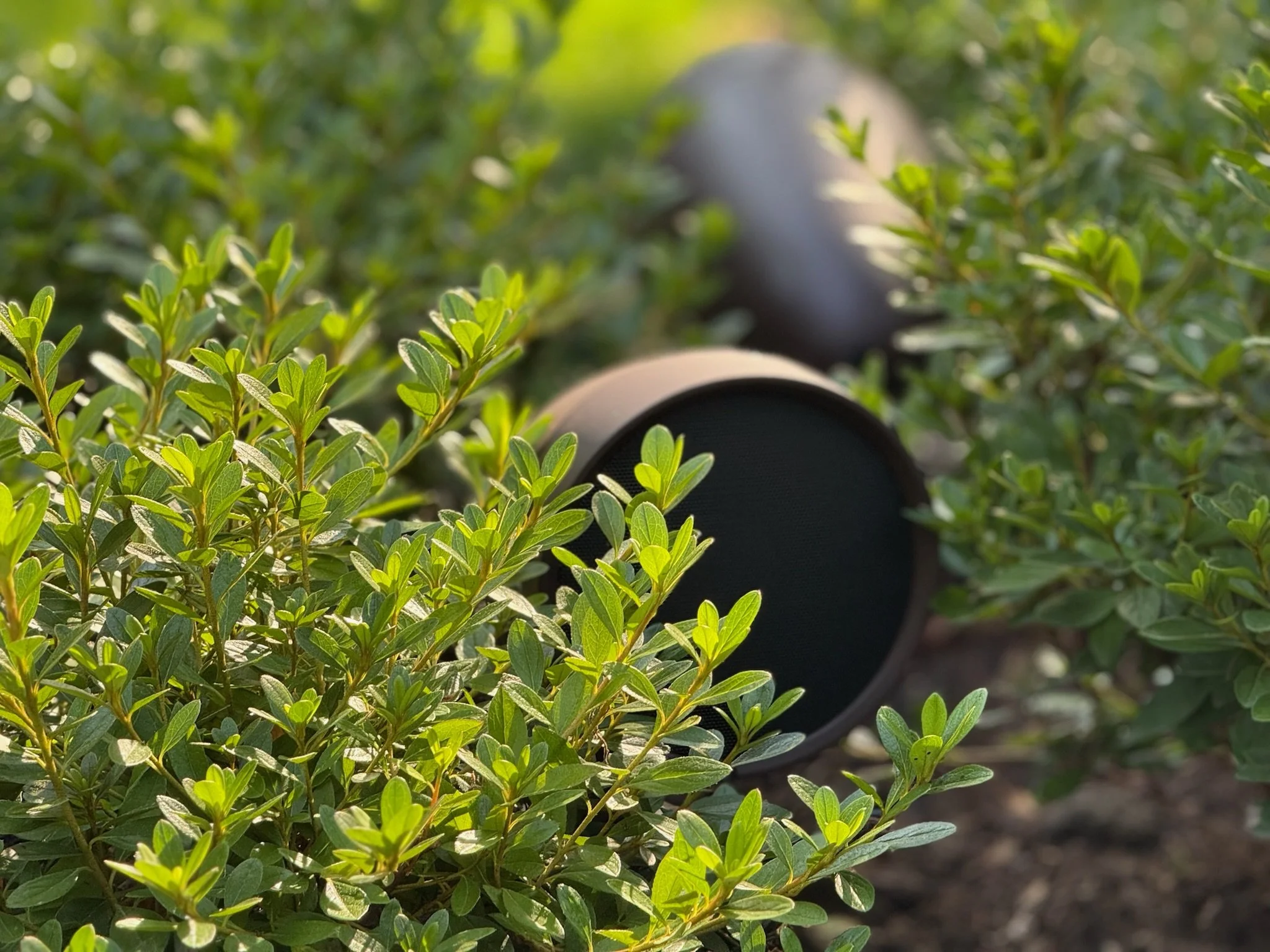 A brown Enfuze landscape speaker lies among green shrubbery with small leaves, partially obscured by the plants.