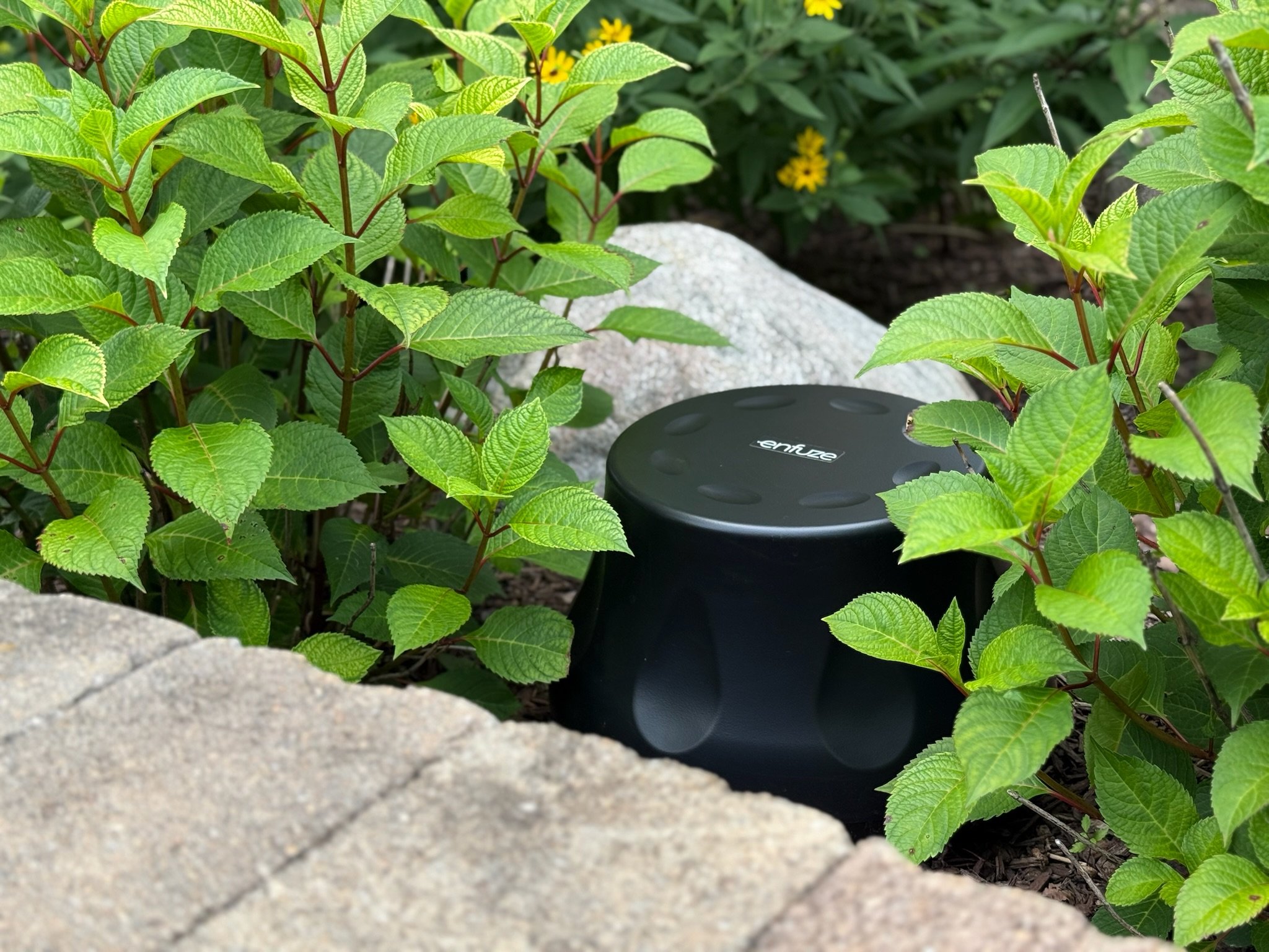 A black Enfuze subwoofer onthe soil among green leafy plants and yellow flowers in a garden.