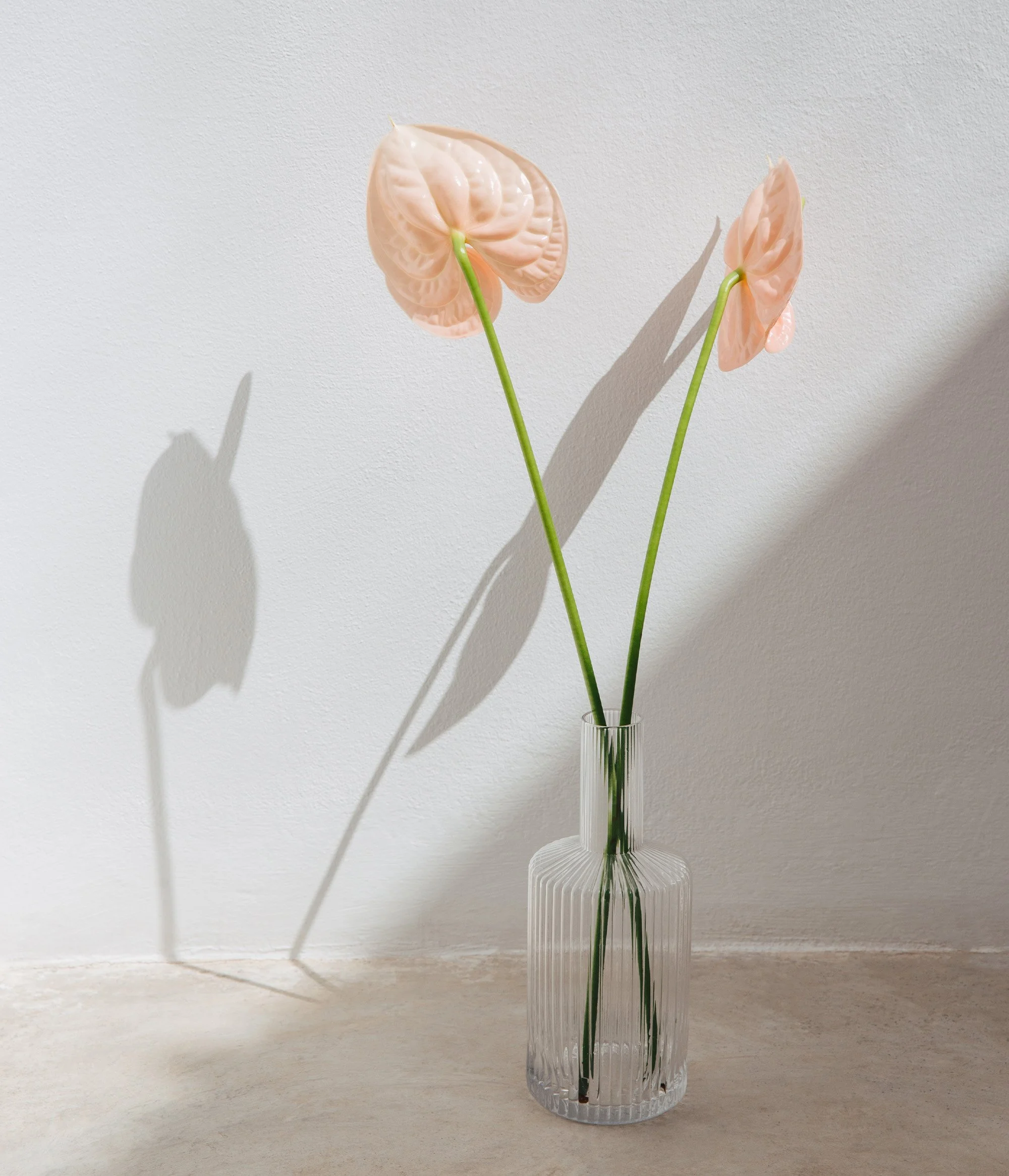 a glass vase on the floor with 2 pink long-stem flowers casting a shadow against the gray wall