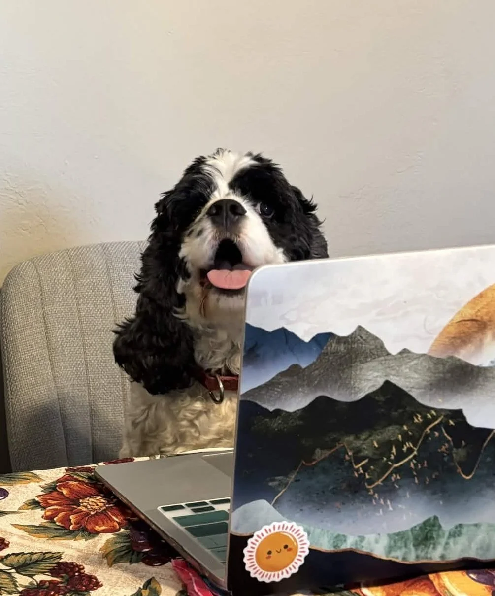 A black and white dog with floppy ears and a pink tongue sticking out, sitting in front of a laptop on a table with a floral tablecloth.