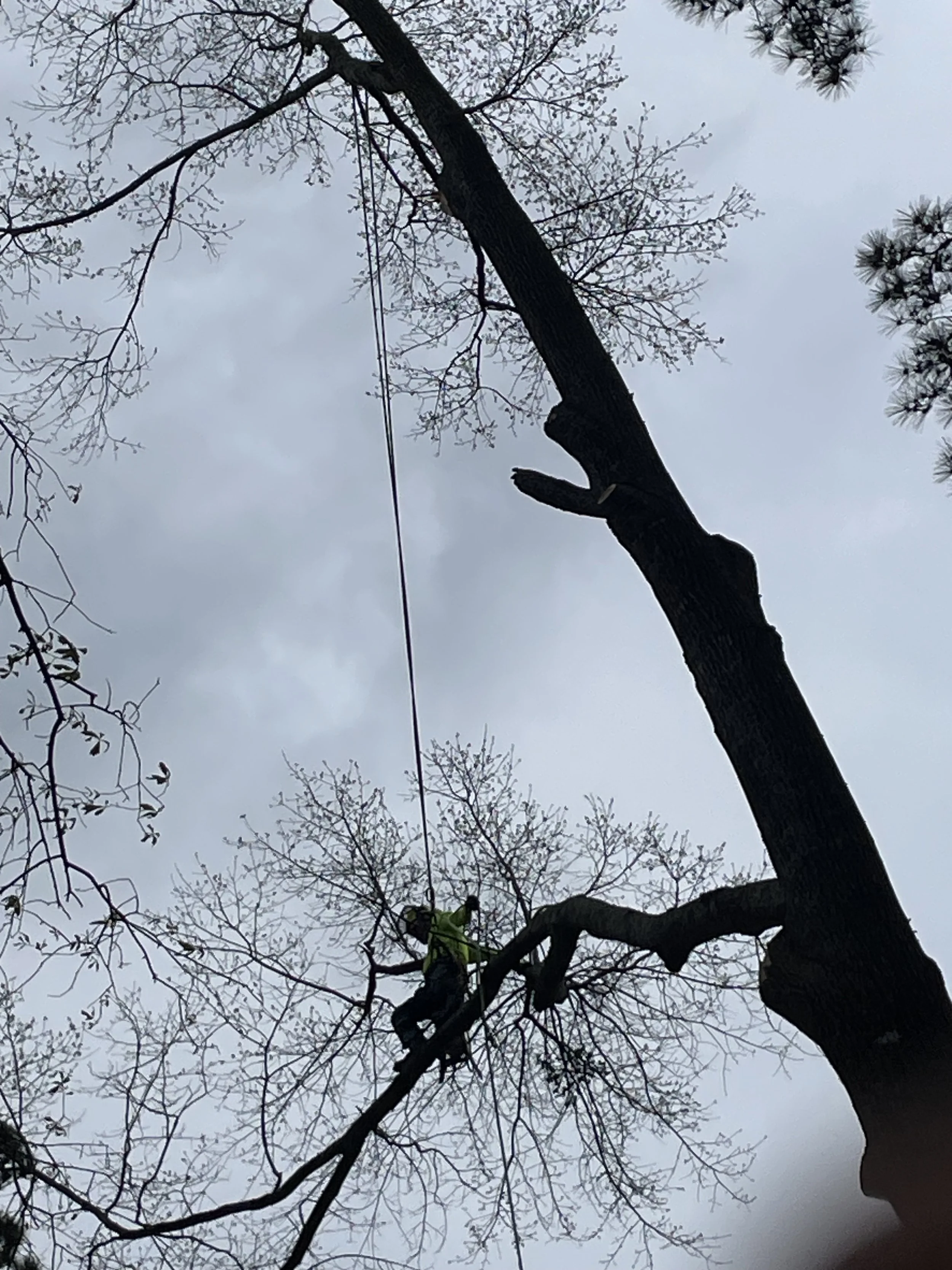 Tree Trimming and Property Maintenance