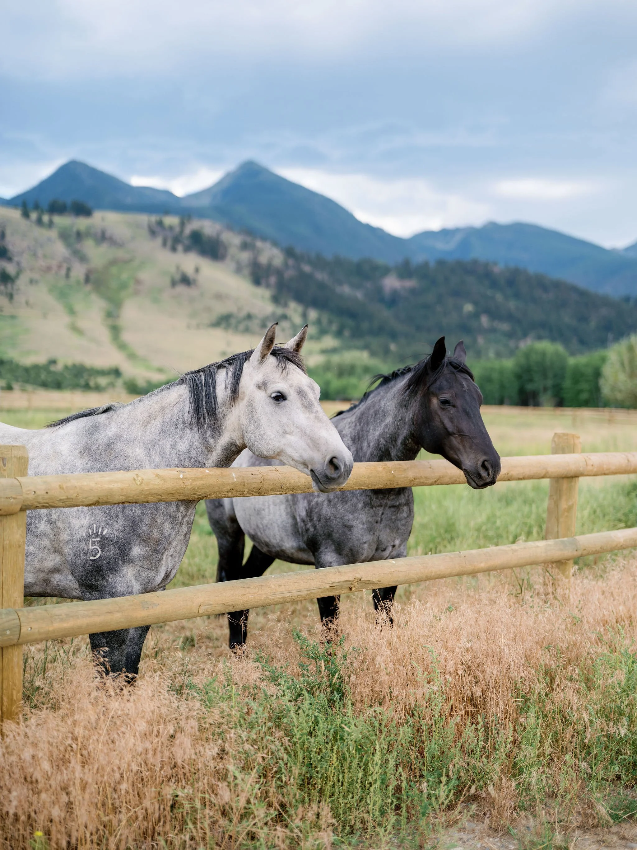 Horses grazing in a fenced pasture with Montana mountains in the background at a Paradise Valley wedding venue