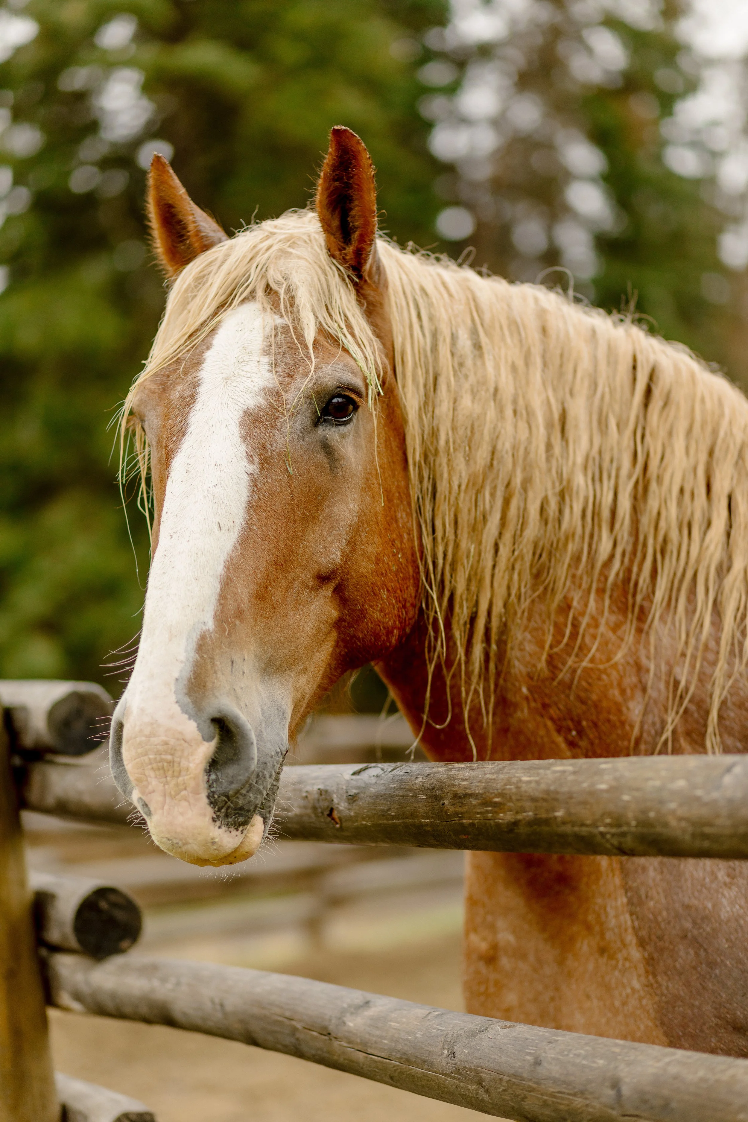 A close-up of a horse with a cream-colored mane and a distinctive white stripe on its face, standing behind a wooden fence with a blurred forest background.