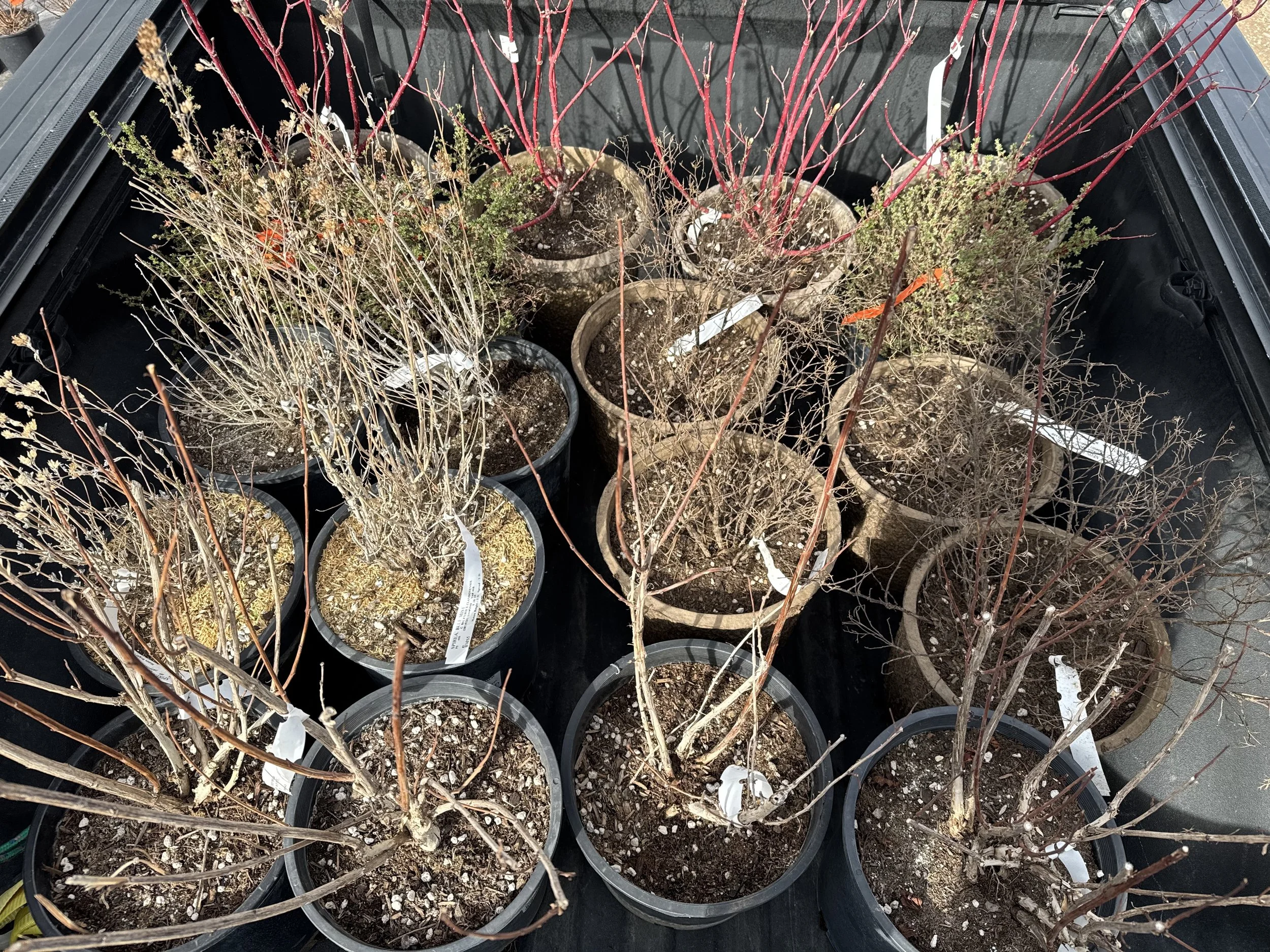 Disadvantages of buying plants early 