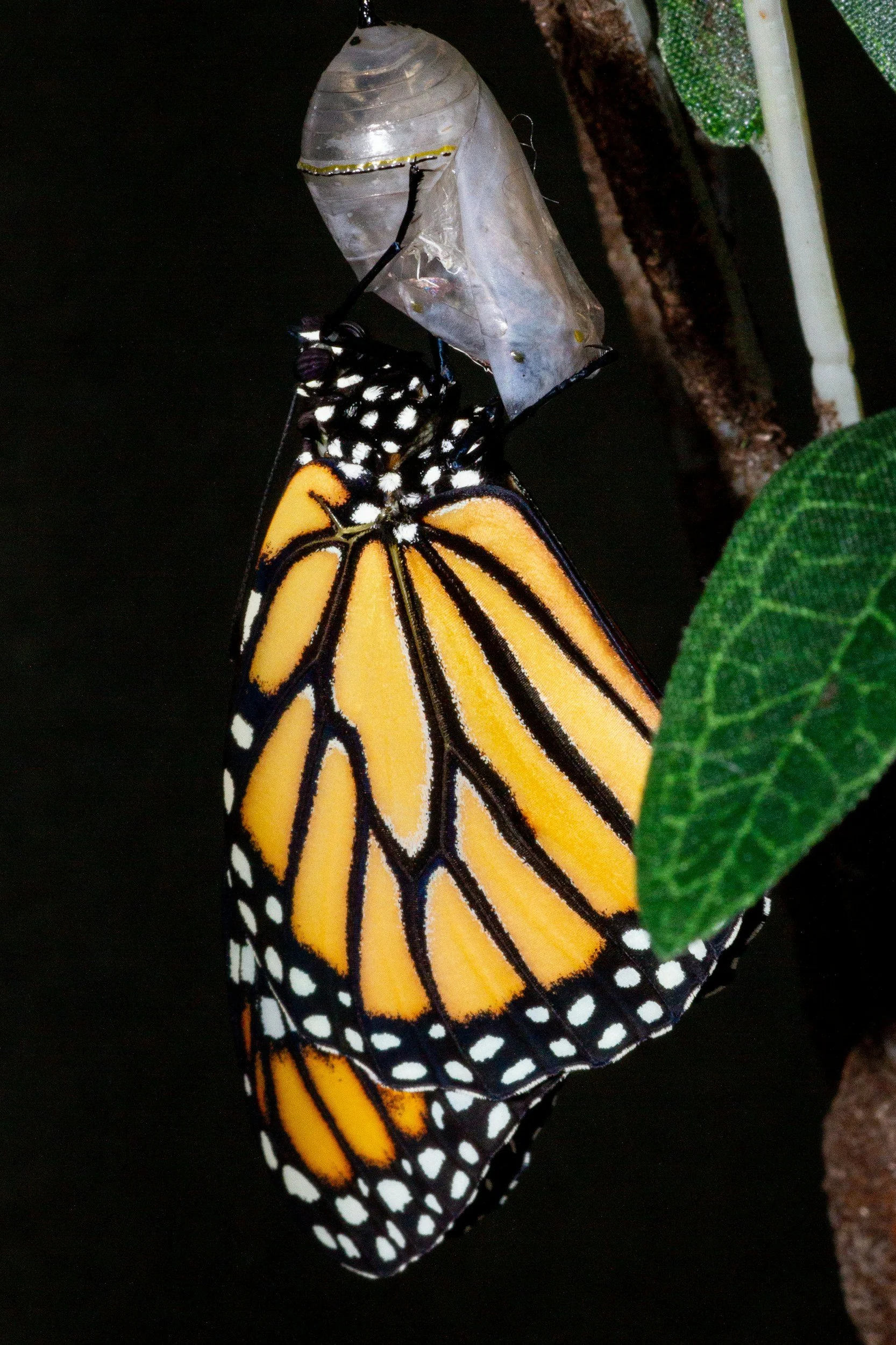 Monarch butterfly emerging from its pupal chrysalis on a branch with green leaves.