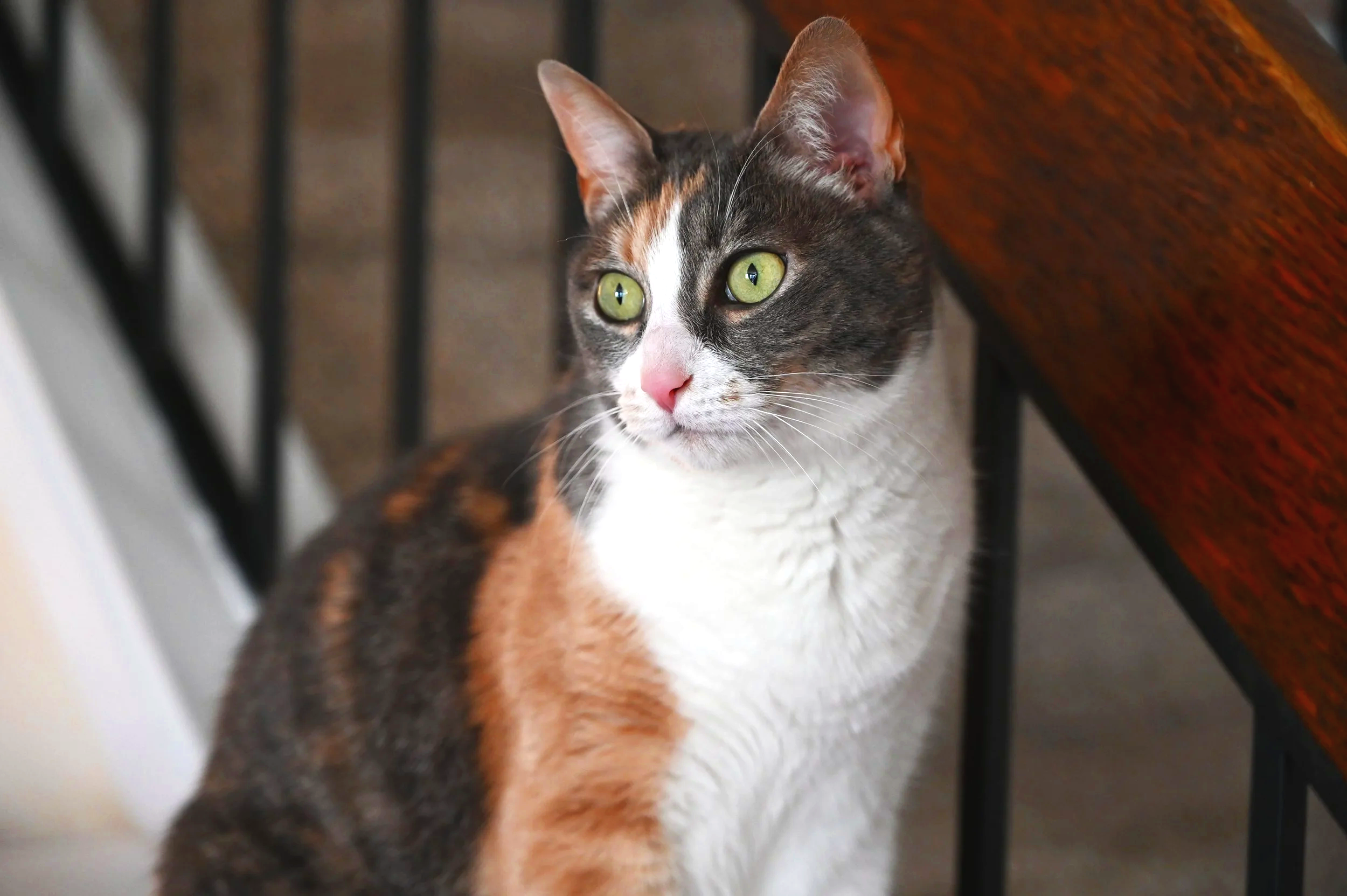 A calico cat with green eyes sitting near a wooden piece of furniture.