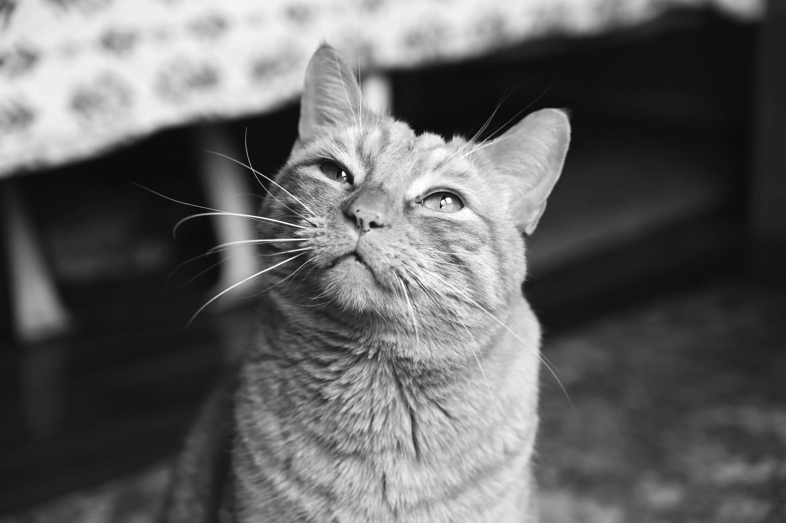 Black and white photo of a domestic cat with a relaxed expression, eyes half-closed, ears pointed, sitting on the floor with furniture in the background.