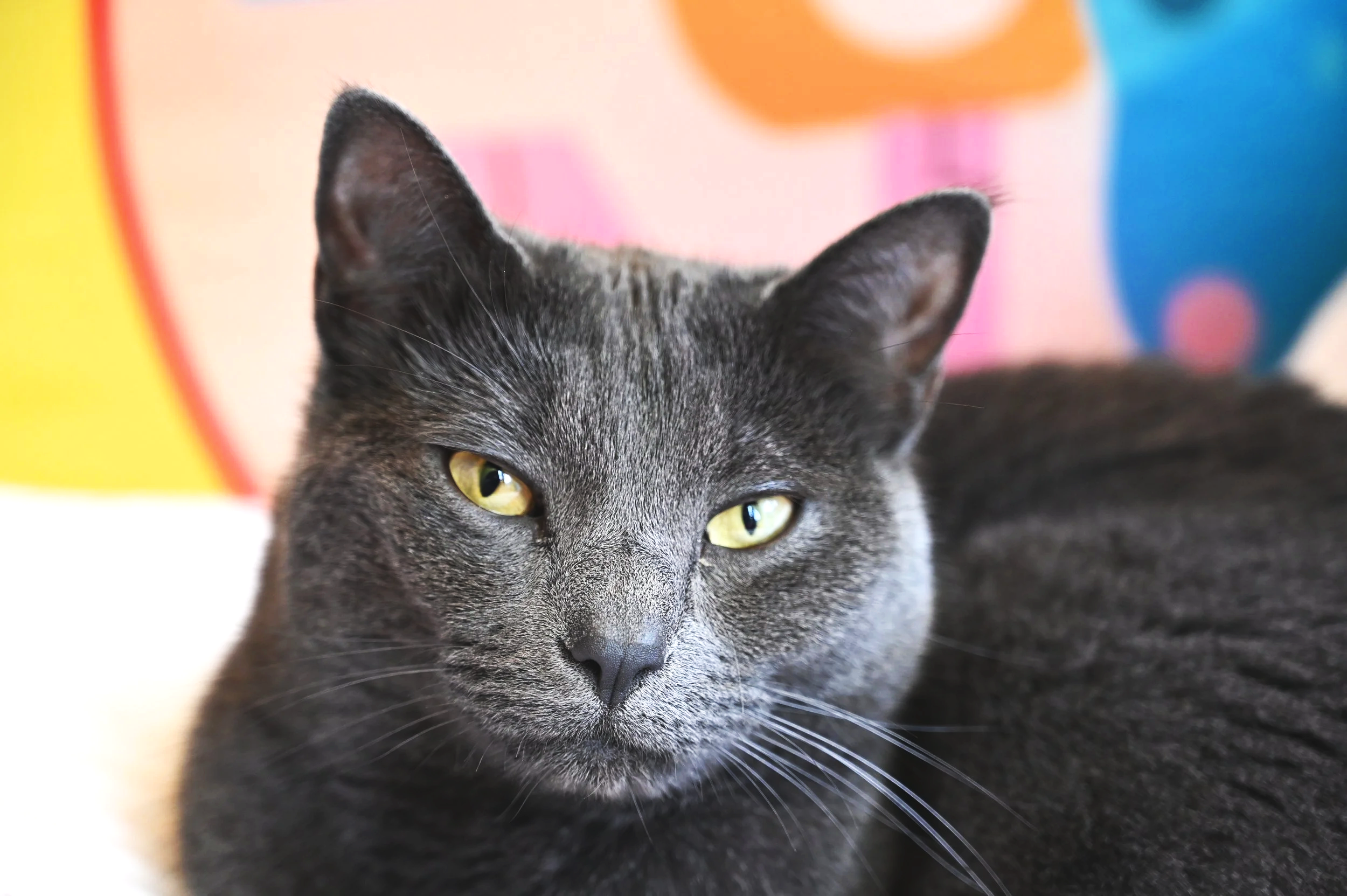 Gray cat with yellow eyes resting against colorful background.