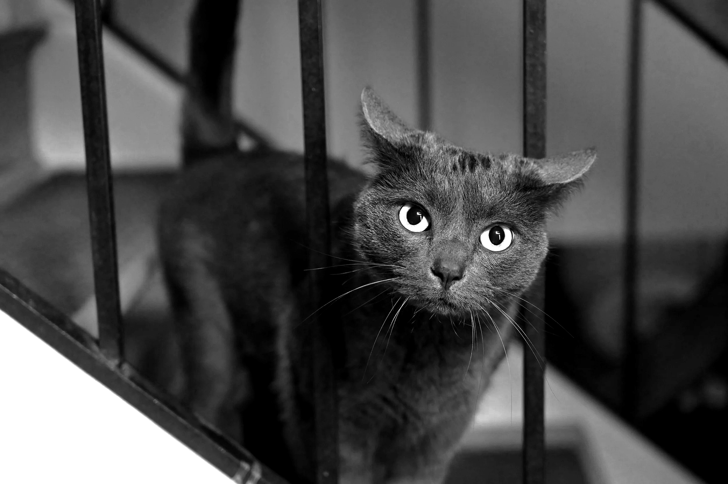 Black cat inside a cage, looking out through vertical bars, in black and white.