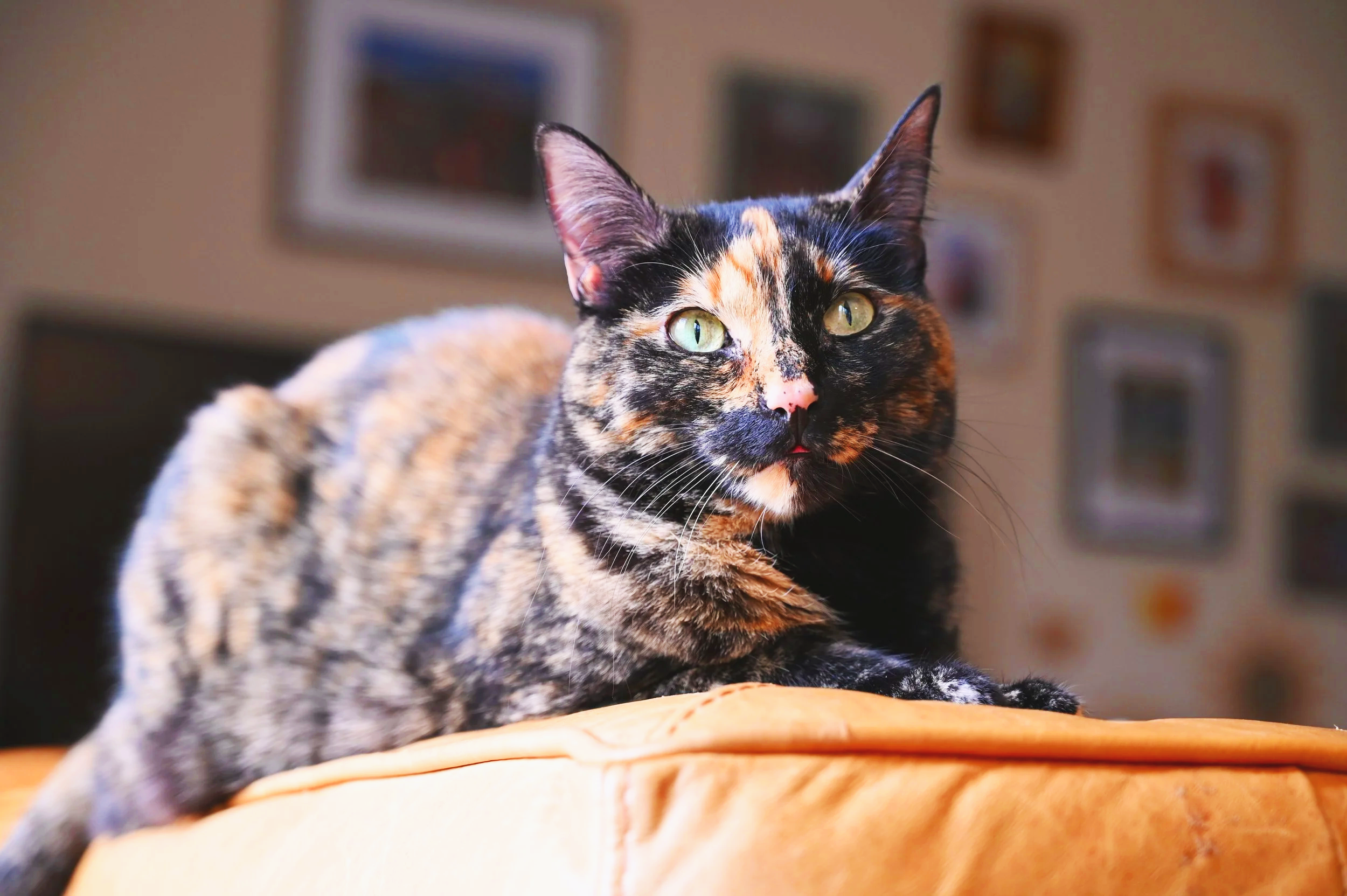 A calico cat with green eyes lying on an orange cushion in a living room with framed pictures on the wall.