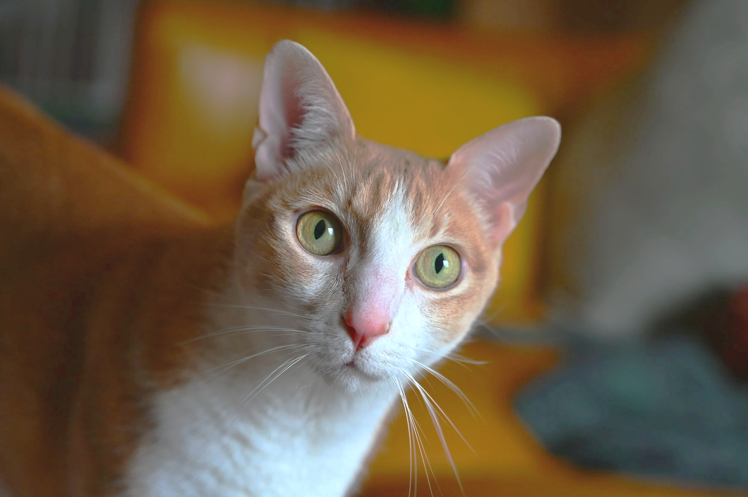 Close-up of an orange and white cat with green eyes looking attentively.