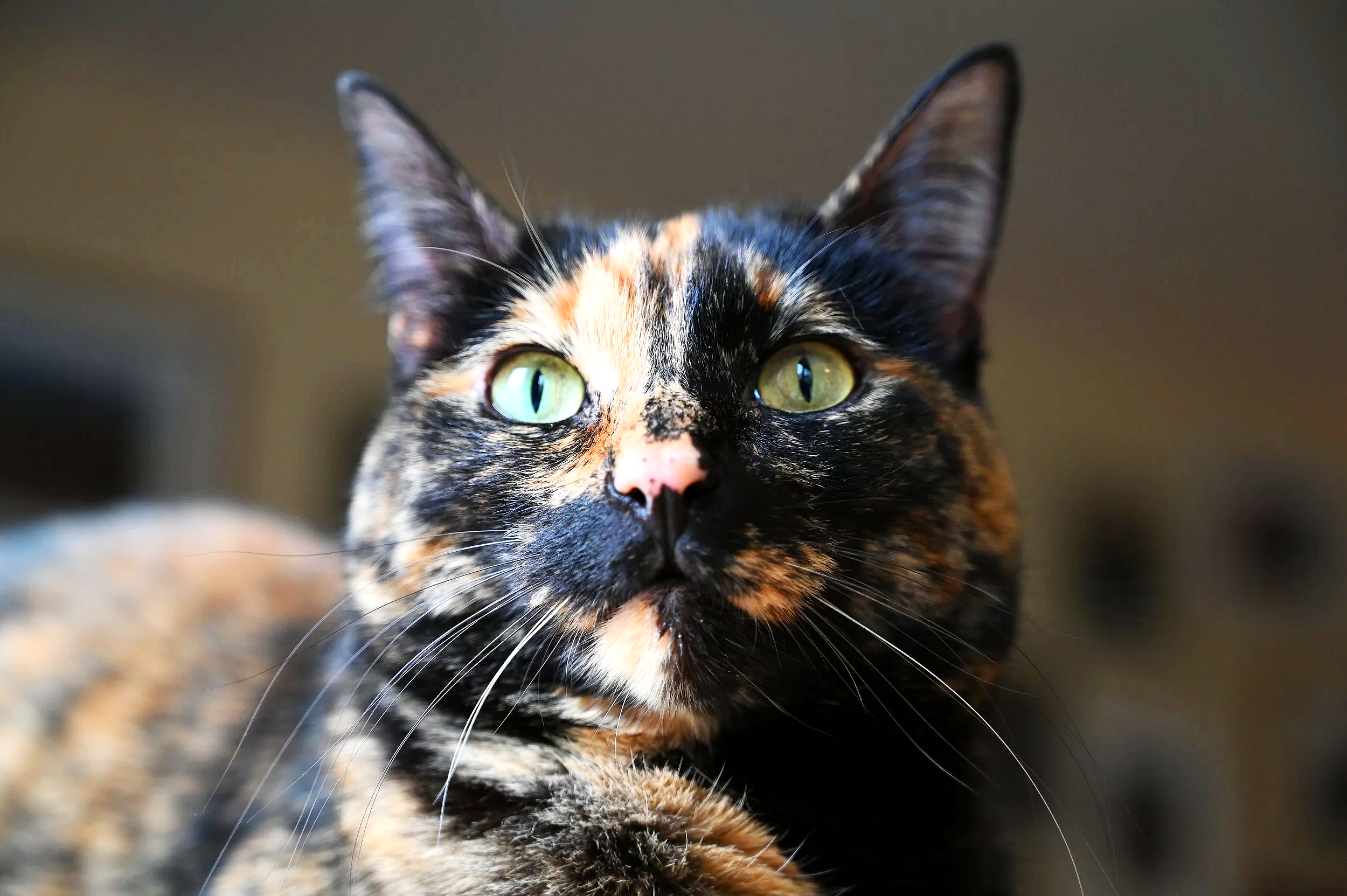 Close-up of a tortoiseshell cat with green eyes looking at the camera.