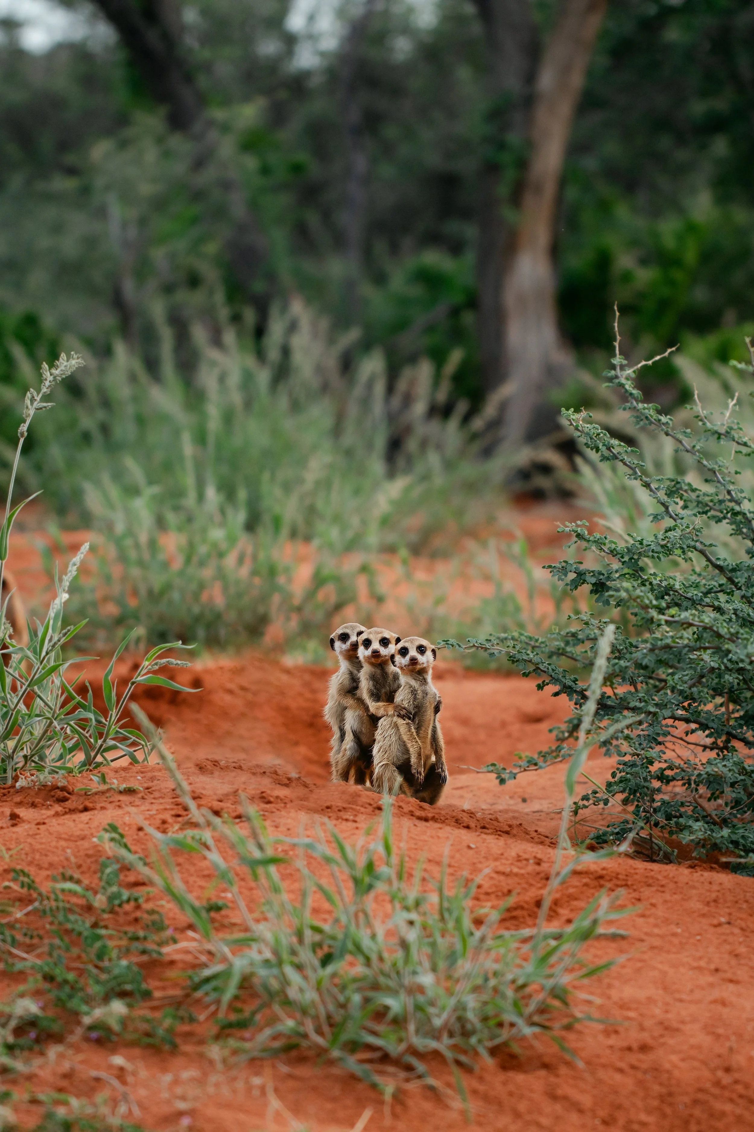Photograph of meerkats from Trwalu, a luxury adventure resort in South Africa