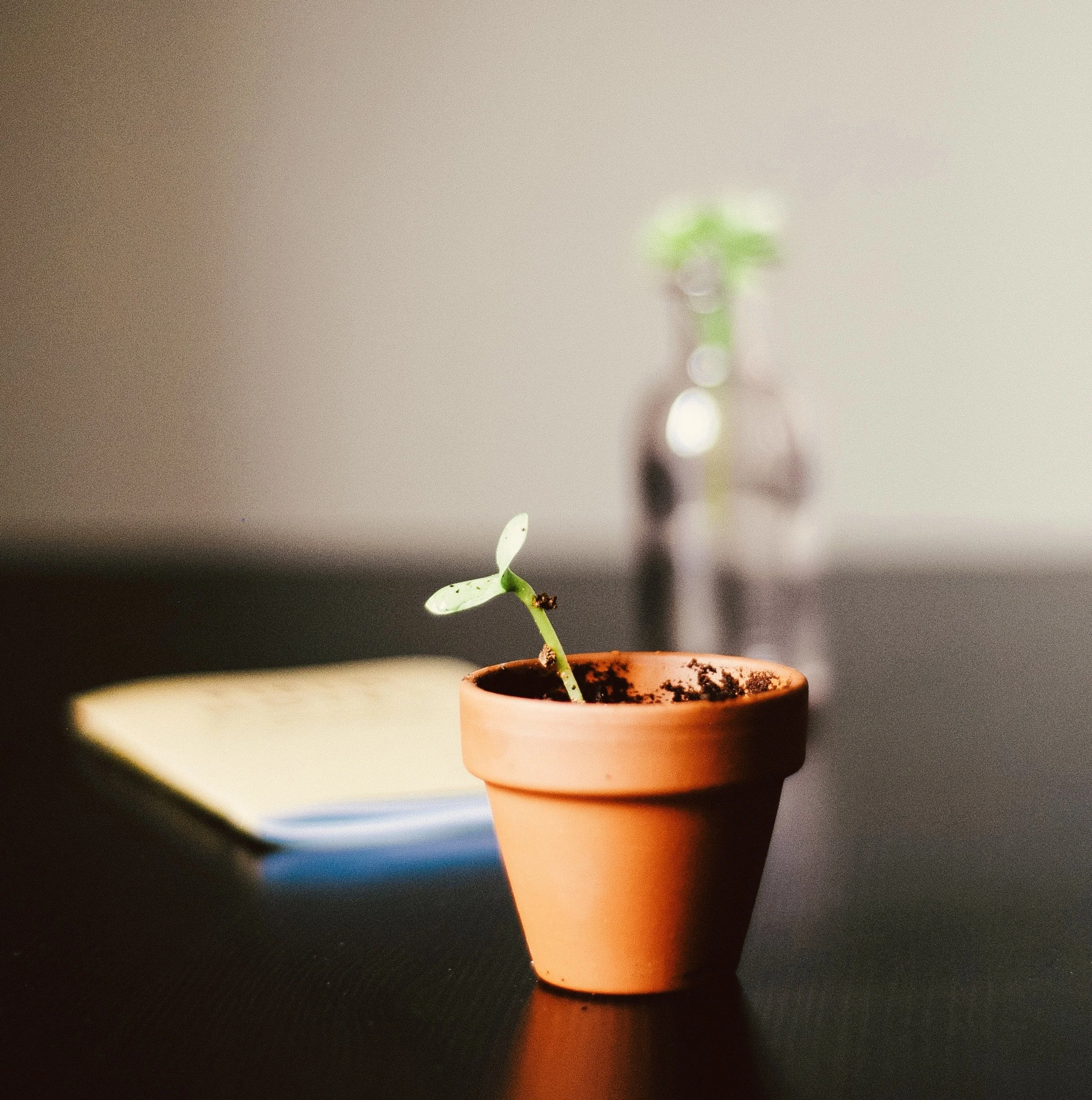 Seedling growing in pot