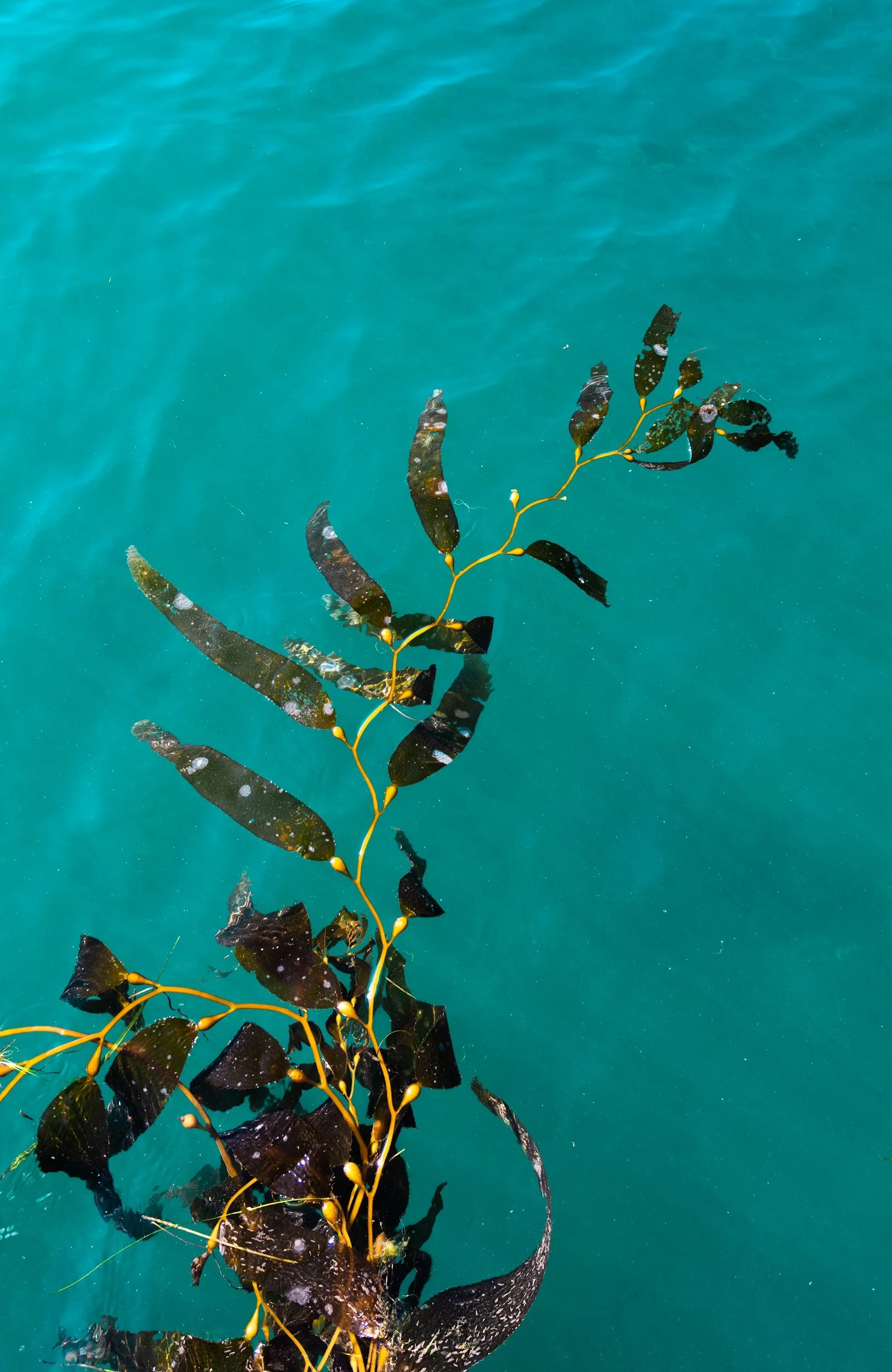 A seaweed stem with dark, shiny, and tattered leaves submerged in clear blue-green water.