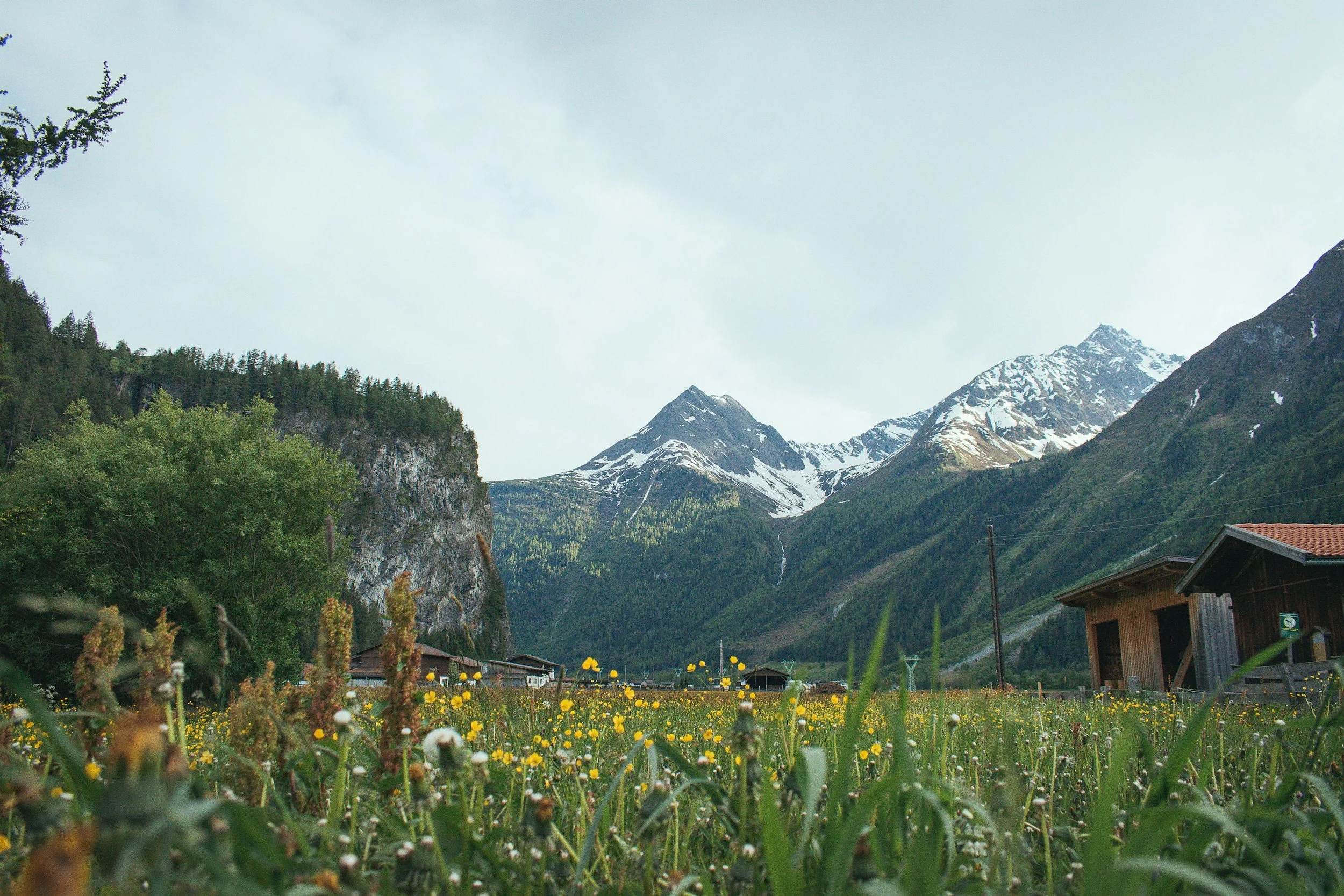 A picturesque landscape with mountains in the background, snow patches on the peaks, and a lush green meadow with yellow wildflowers in the foreground. There are a few wooden houses and utility poles scattered across the meadow.
