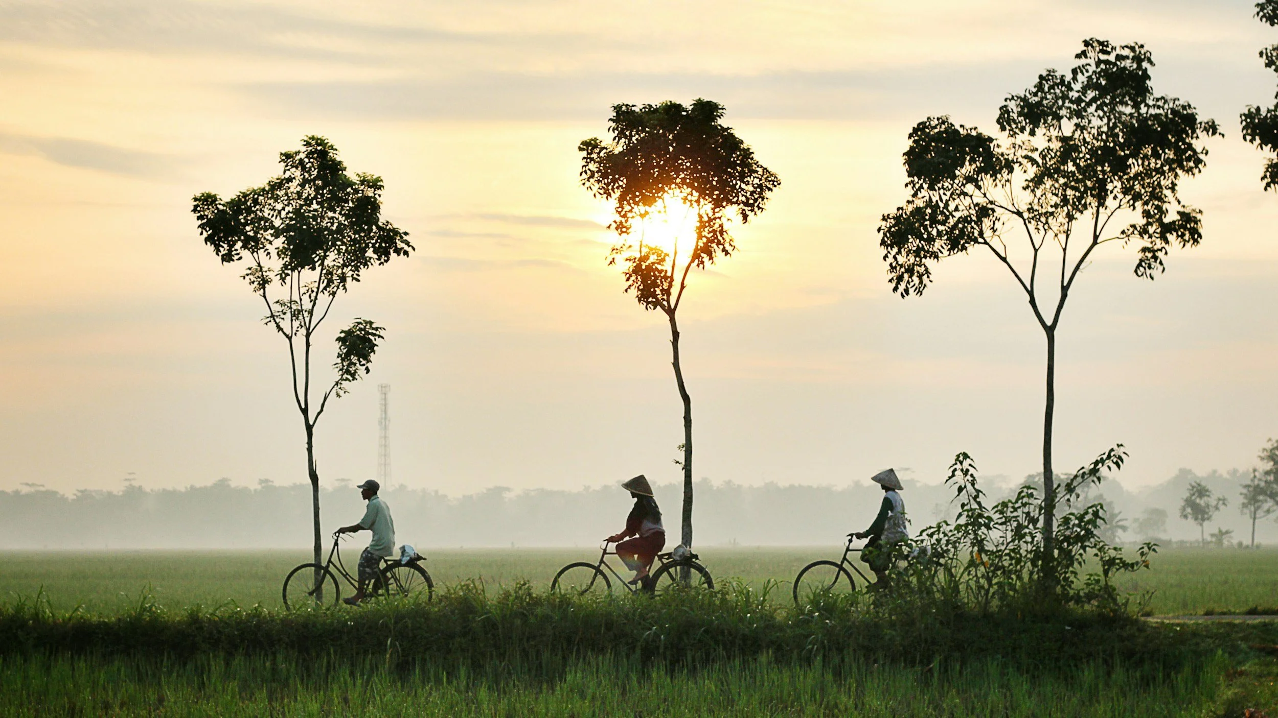 Three people riding bicycles along a row of trees at sunset in a rural landscape.