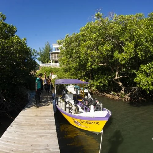 A small yellow and purple boat docked at a wooden pier next to a mangrove-lined waterway, with a group of people walking along the pier on a sunny day.