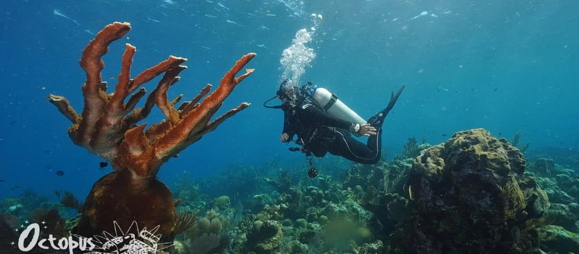 Scuba diver swimming near a colorful coral reef and an orange sponge coral in clear ocean water.