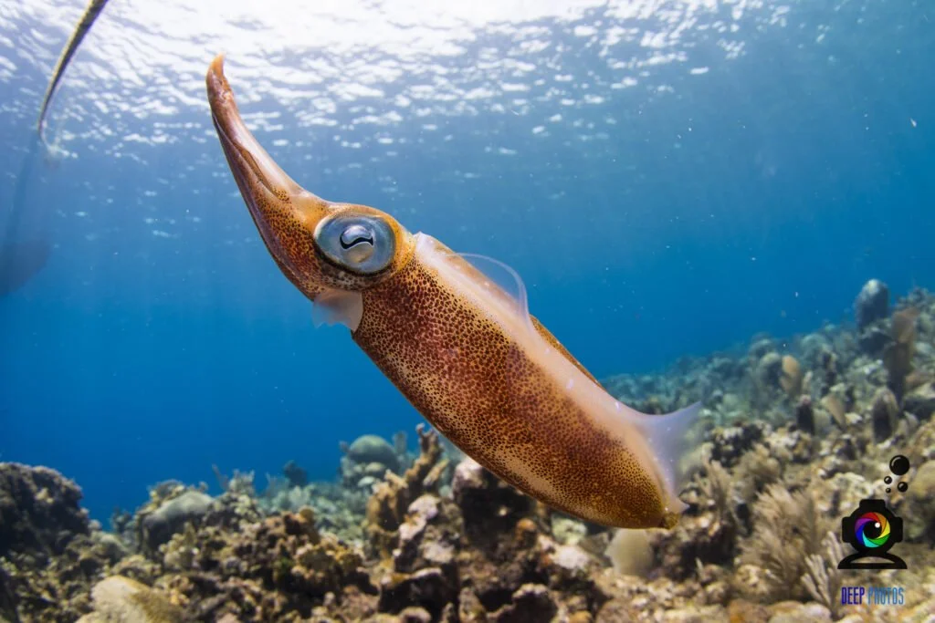 Underwater scene of a bright orange squid hovering above a colorful coral reef.
