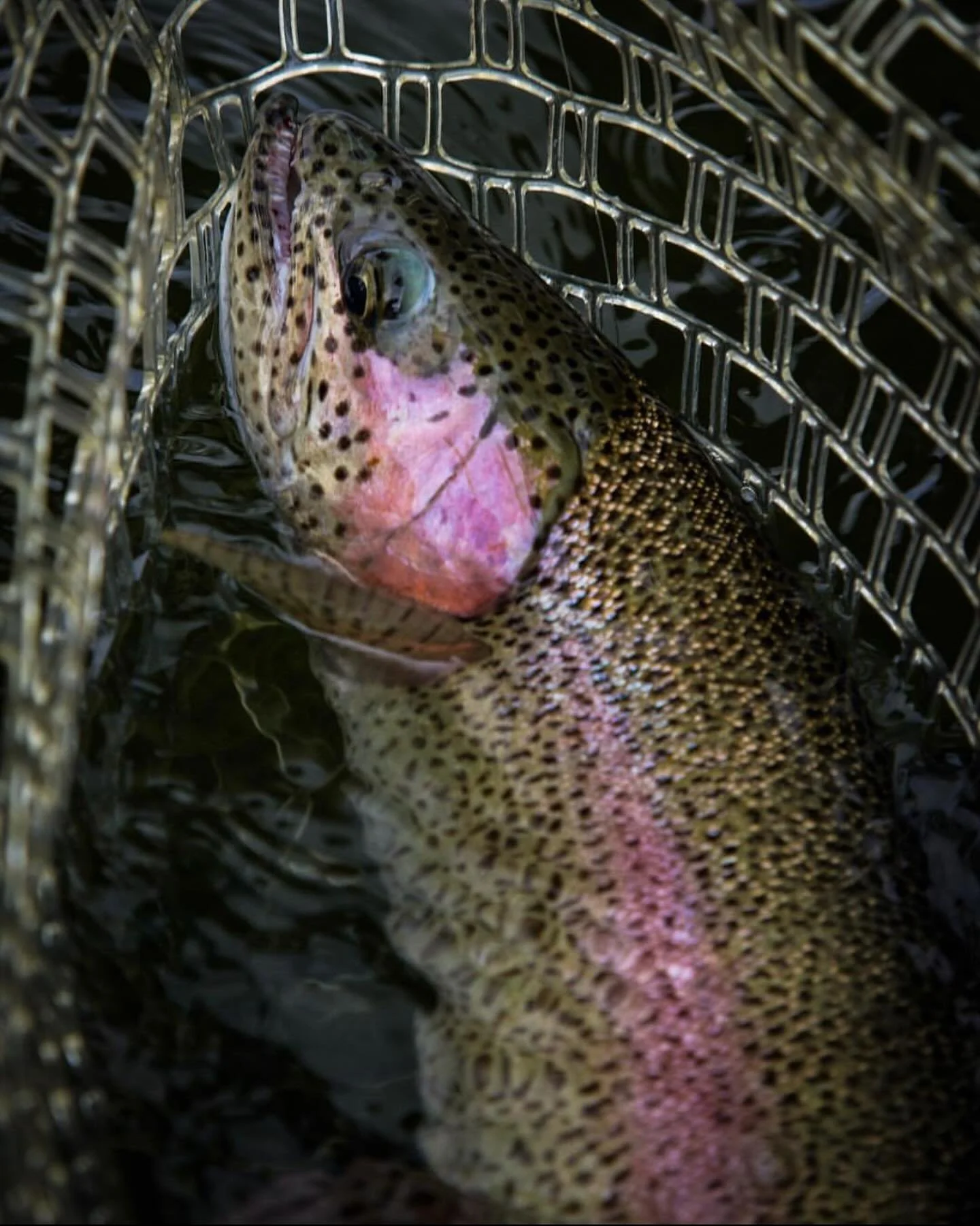 Rainbow with all the Spots 🔥