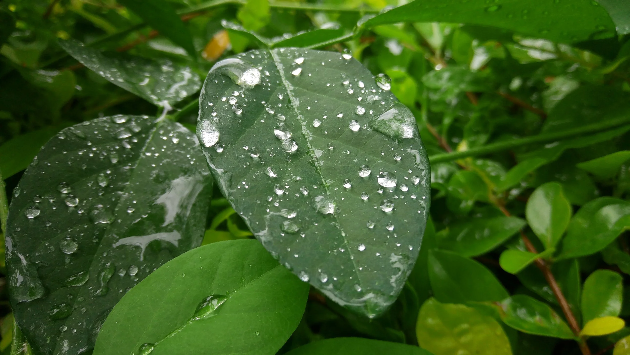 Evapotranspiration Explained