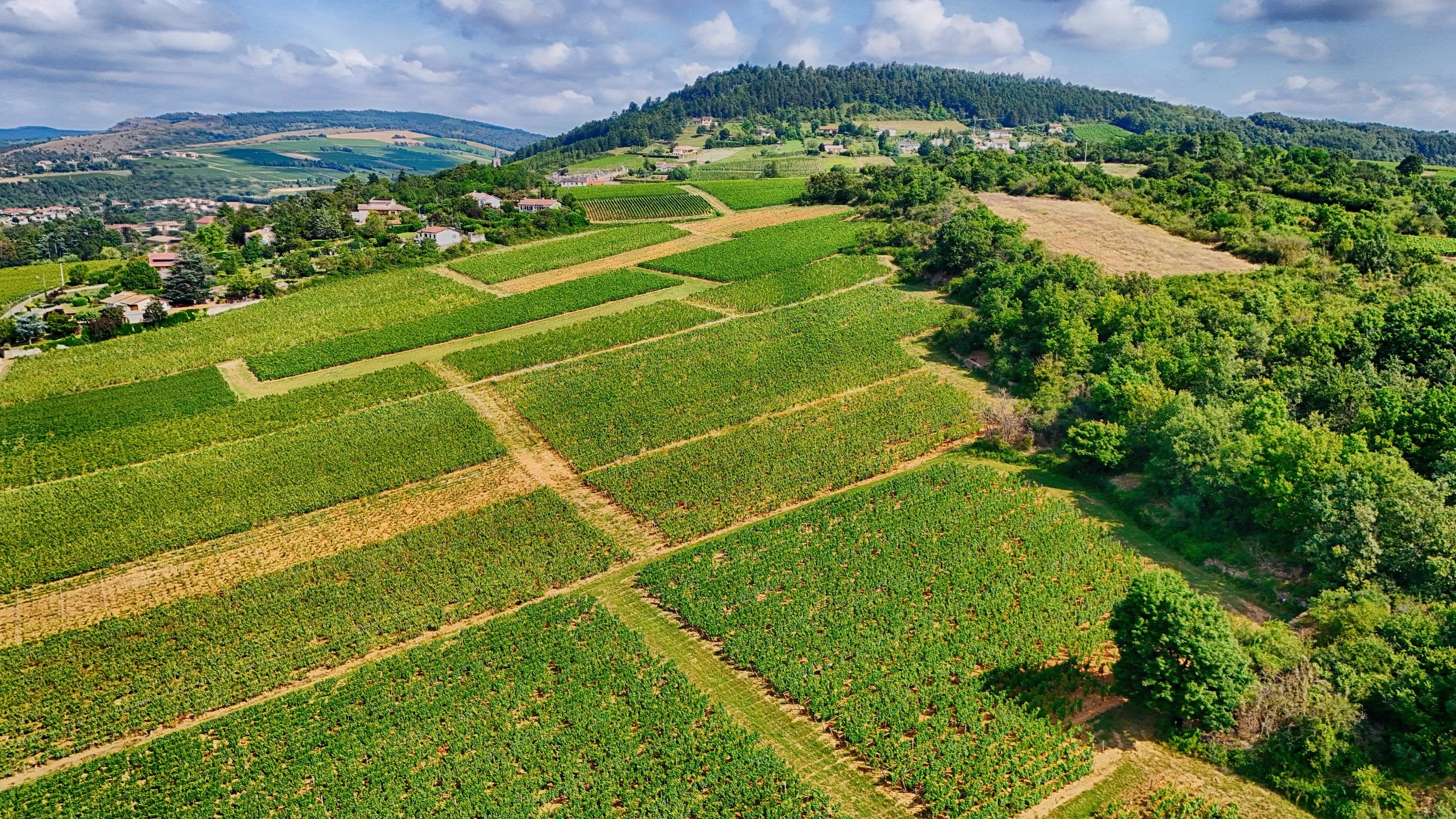 Weather Stations for Vineyards: Complete Guide to Vineyard Weather Monitoring