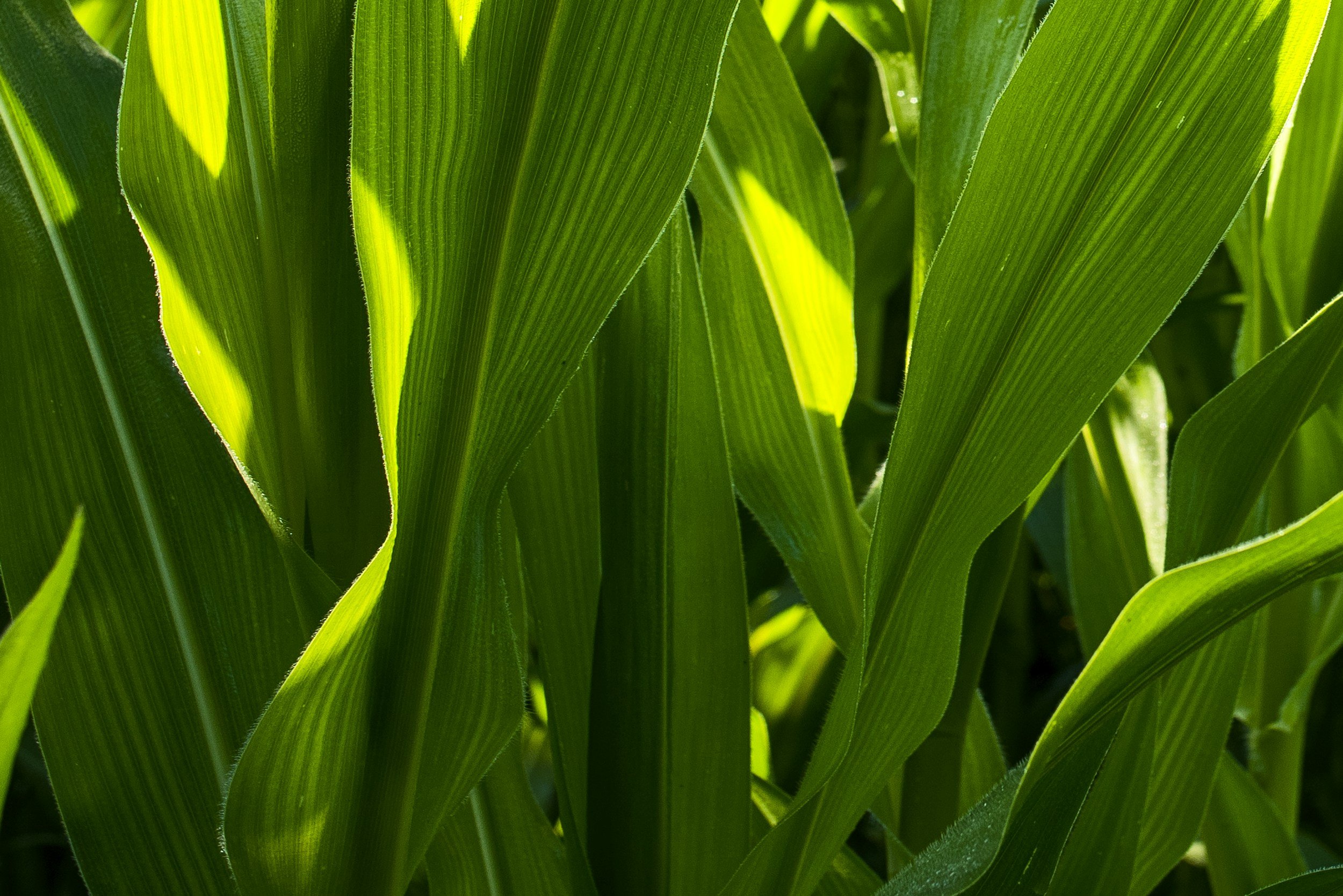 Crop Disease Risk Monitoring: Using Weather Data to Predict Fungal Outbreaks