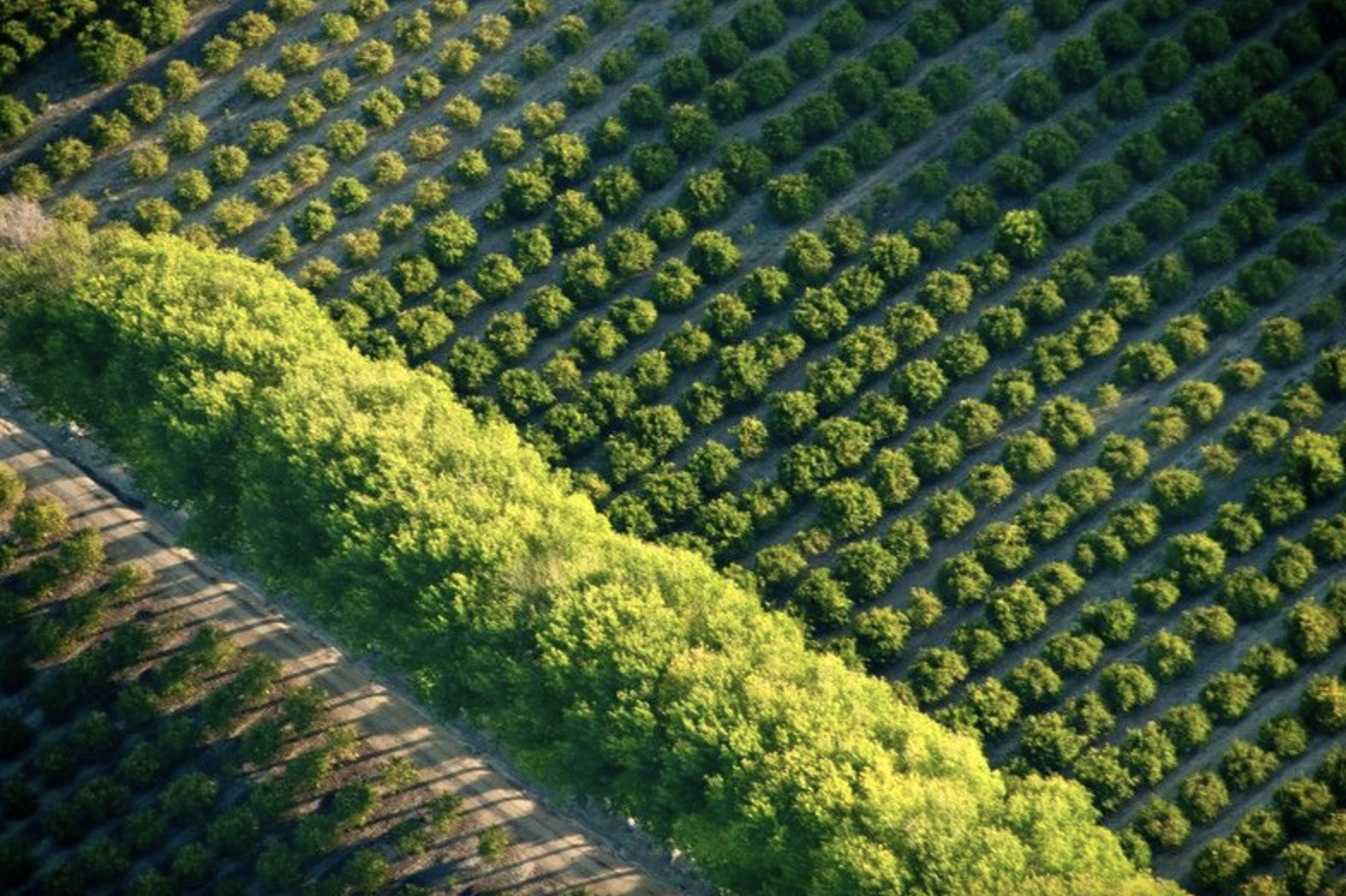Canopy Temperature Monitoring and Crop Stress Detection