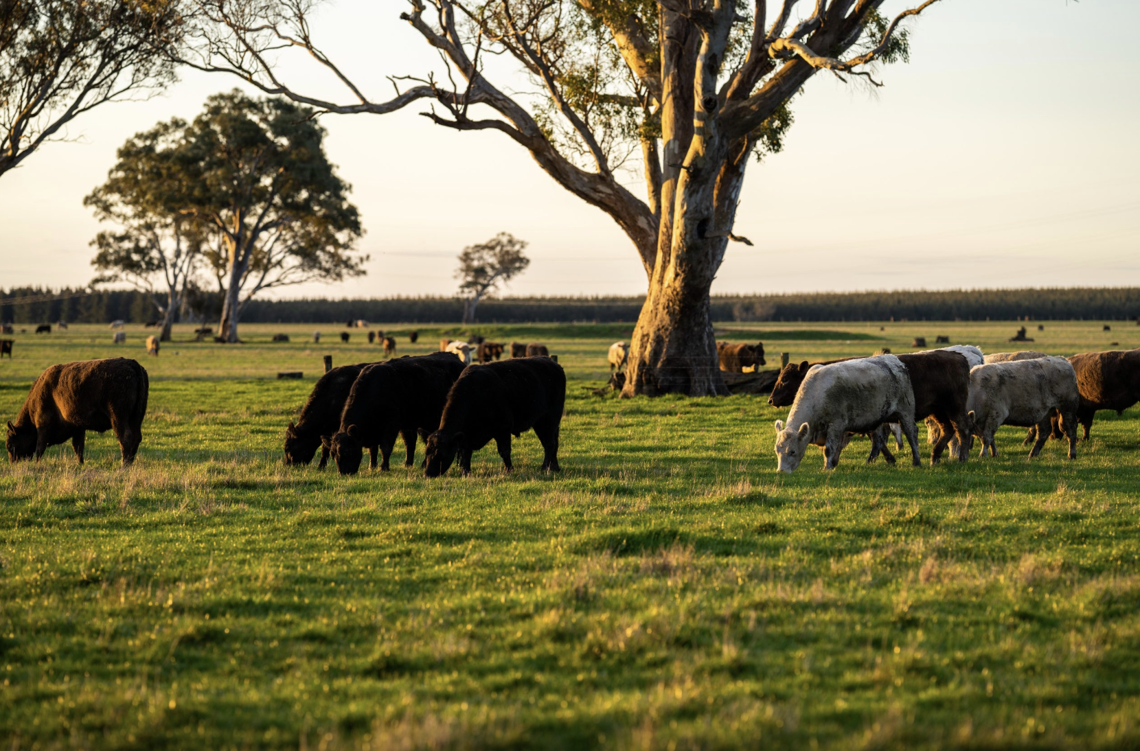 Weather Stations for Livestock Farms: Monitoring Heat Stress, Water and Pasture Conditions