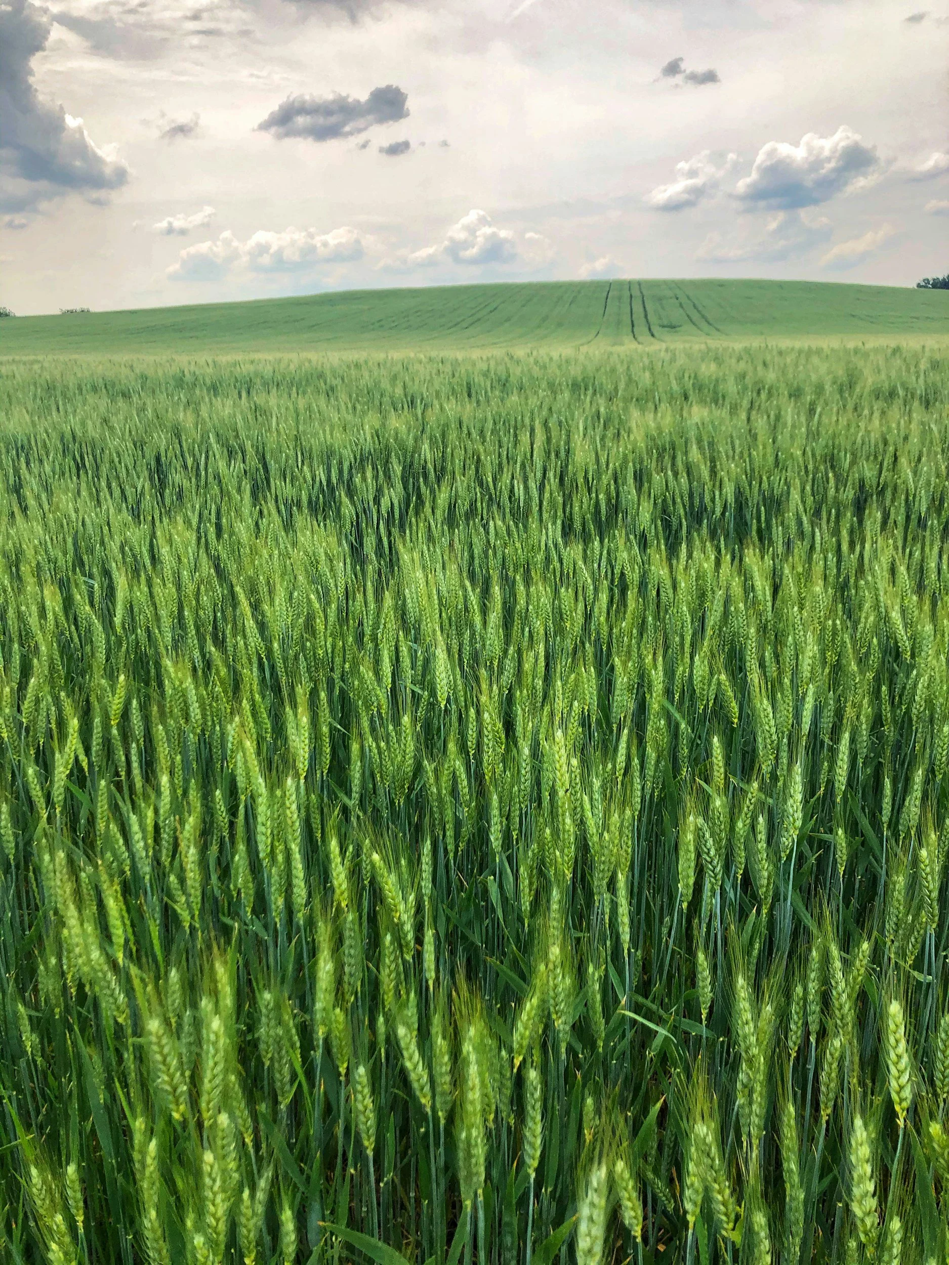 Growing Degree Days: A Practical Guide for Farmers