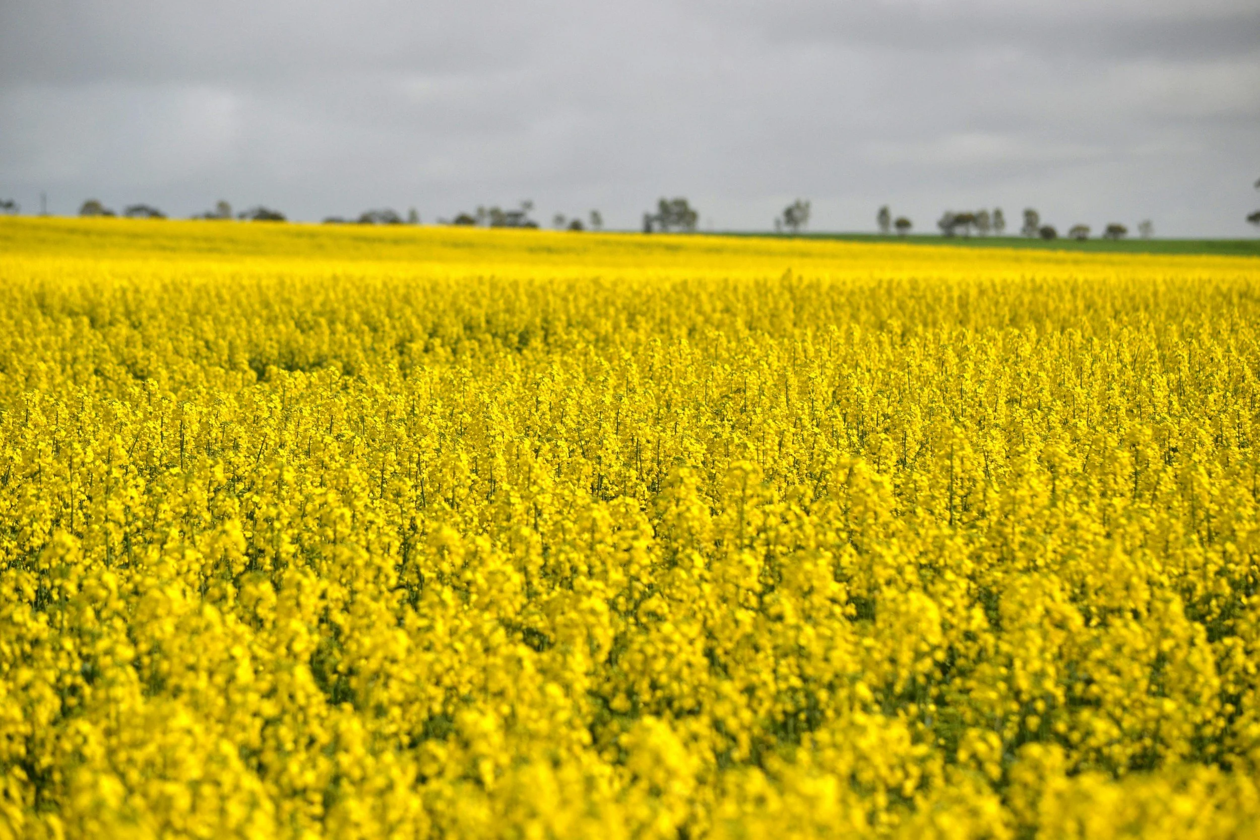 Canola Growing Degree Days and Water Requirements: A 2026 Season Guide