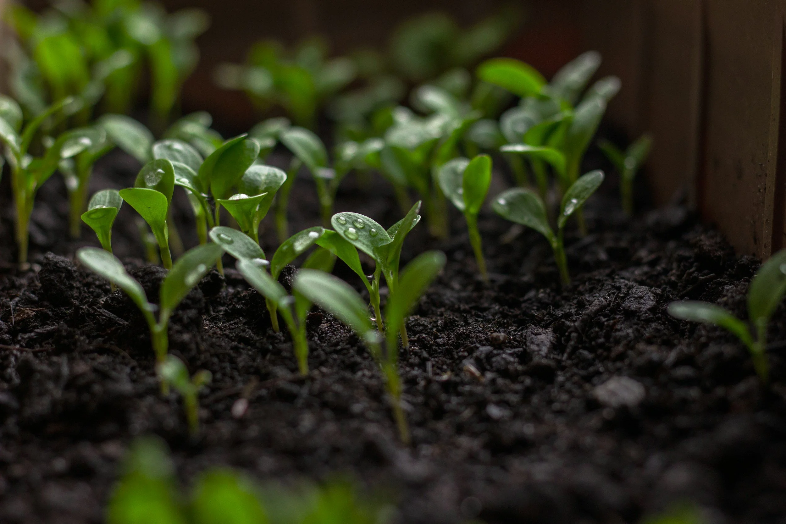 Why Your Planting Date Matters: How Event Logging Drives Your GDD and Water Balance Data