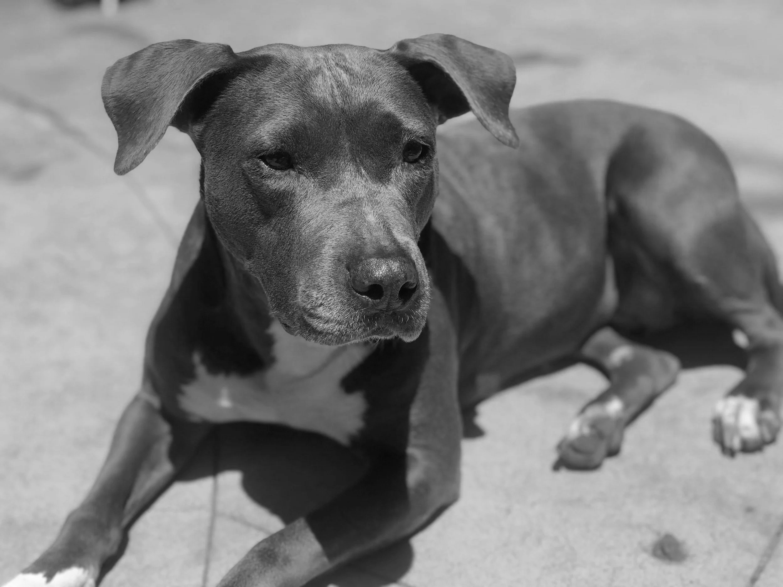 Emotional support animal dog sitting calmly with owner during ESA evaluation process