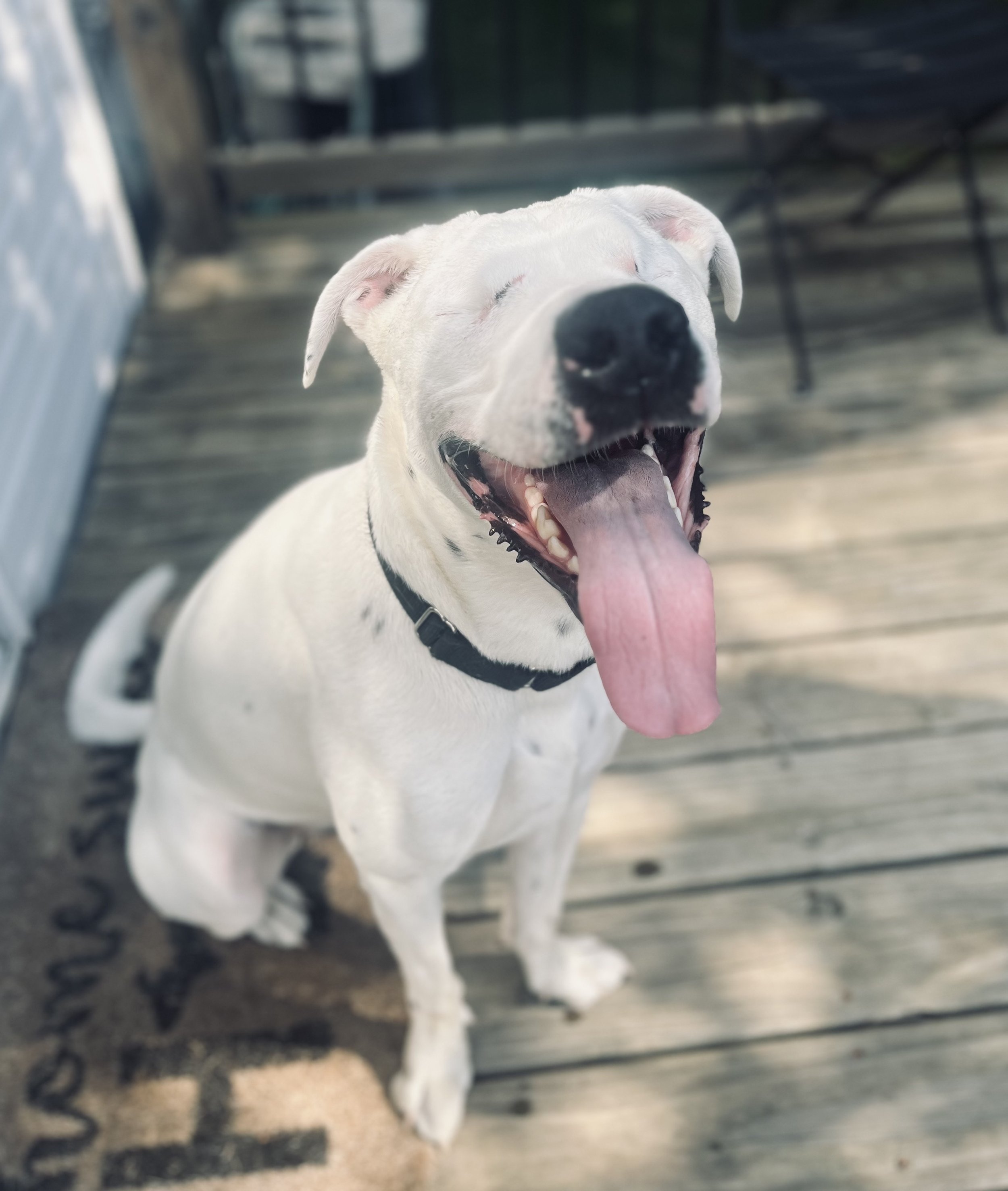 A happy white dog with black spots, sitting on a wooden deck with its mouth open and tongue out, enjoying the outdoors.