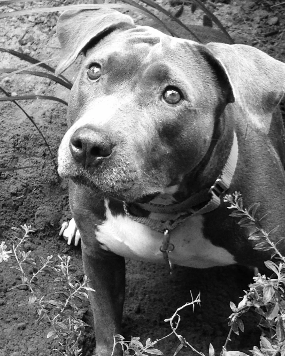 Emotional support animal dog sitting calmly with owner during ESA evaluation process