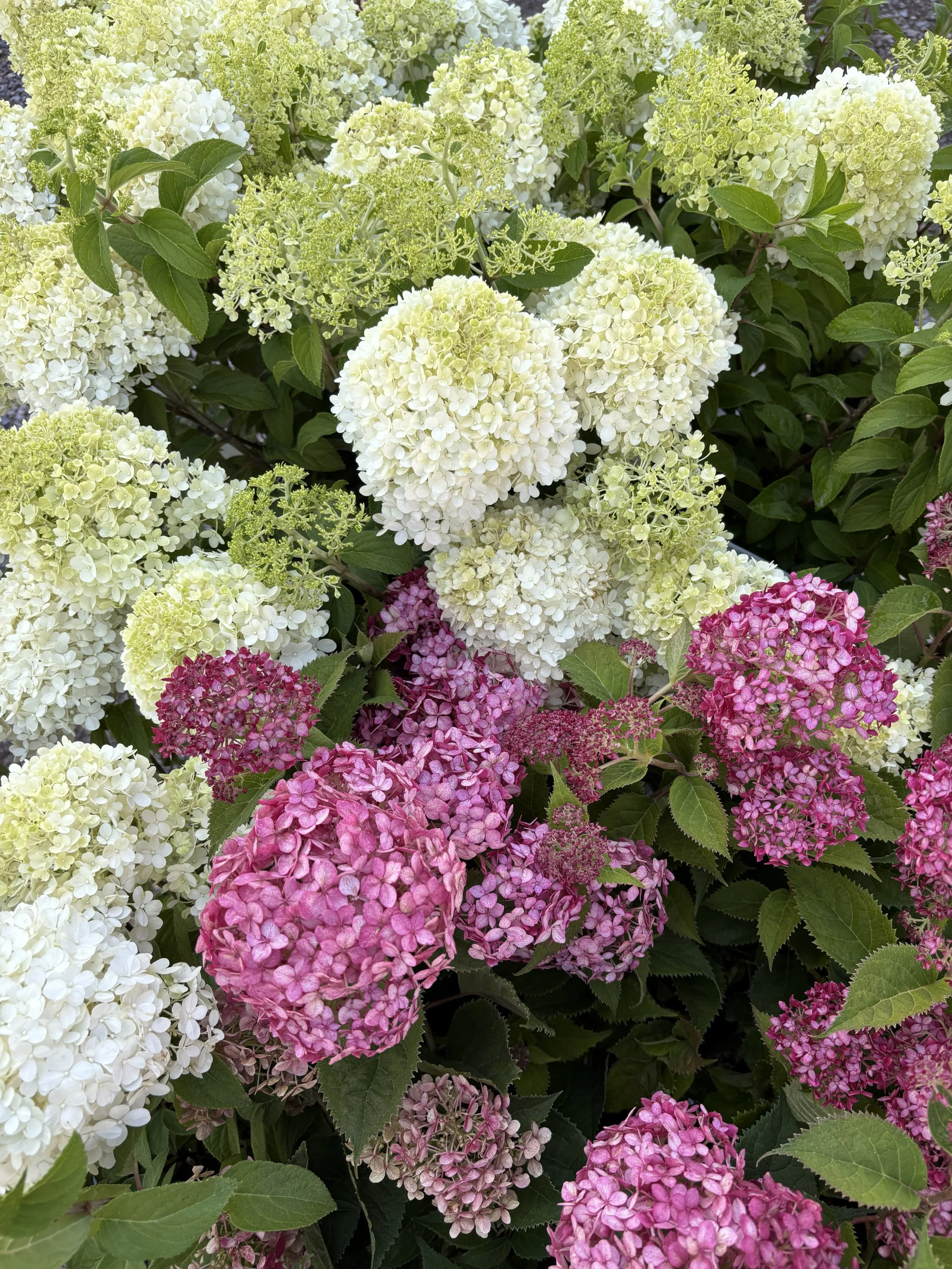 Colorful clusters of blooming hydrangea flowers in white, pink, and purple, surrounded by green leaves.