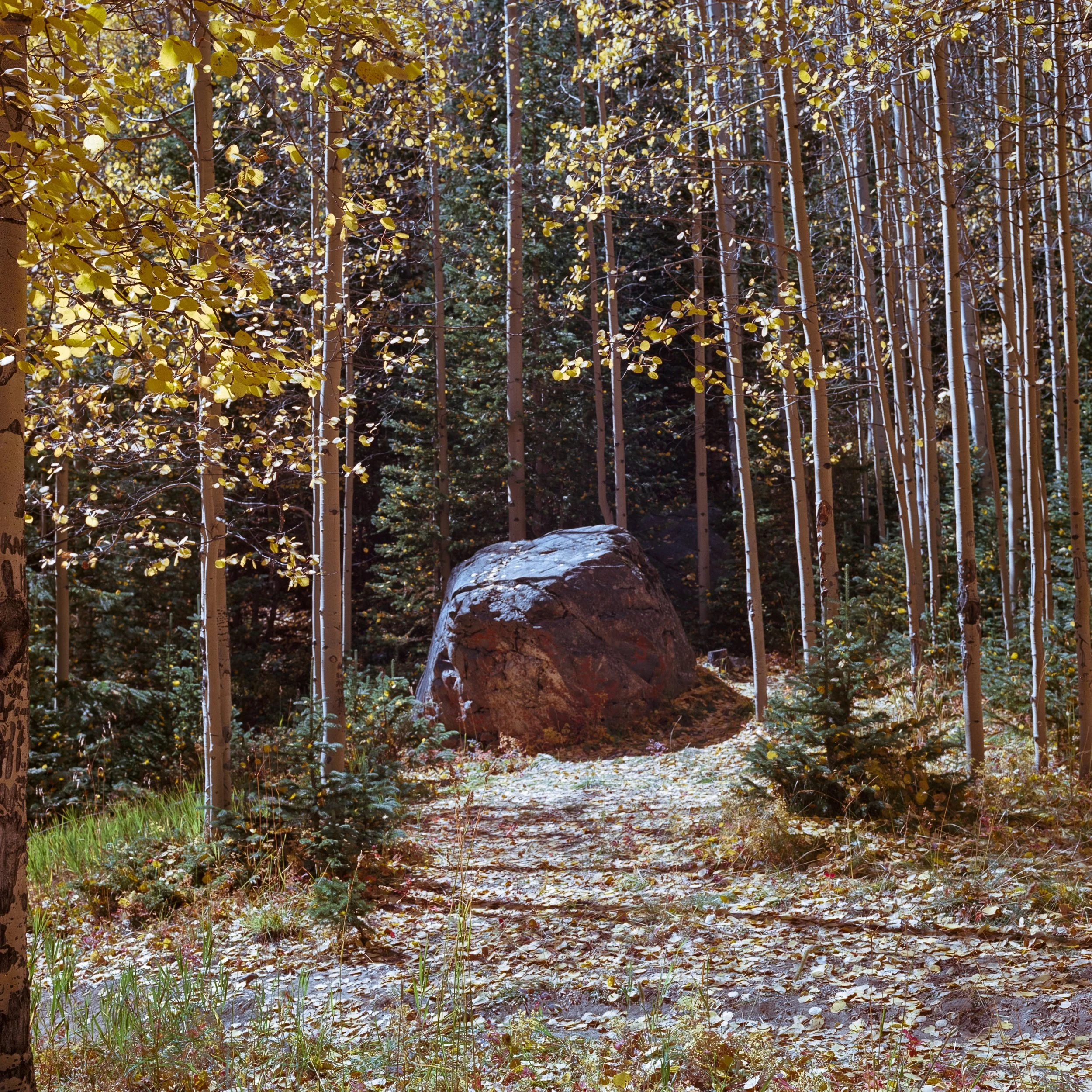 A forest scene with tall, slender trees, yellowing leaves, and a large boulder on a dirt path, lit by sunlight filtering through the branches.