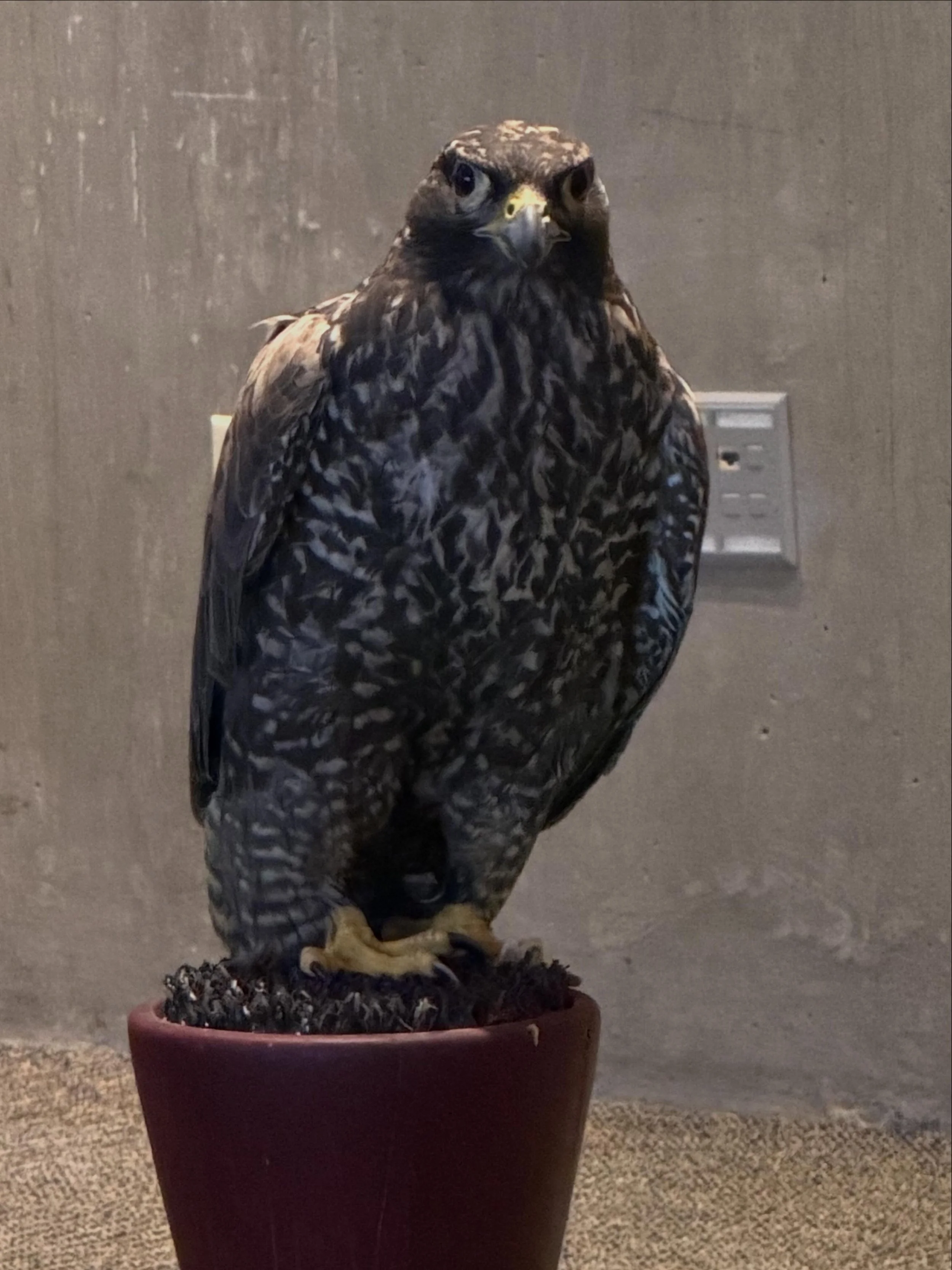 Loved my experience at this year&rsquo;s Raptor Day at the @denverbotanic! I learned about raptors of all types and drew a live black gyr falcon. Thanks, @campbelm and the @denverbotanic for making this happen!