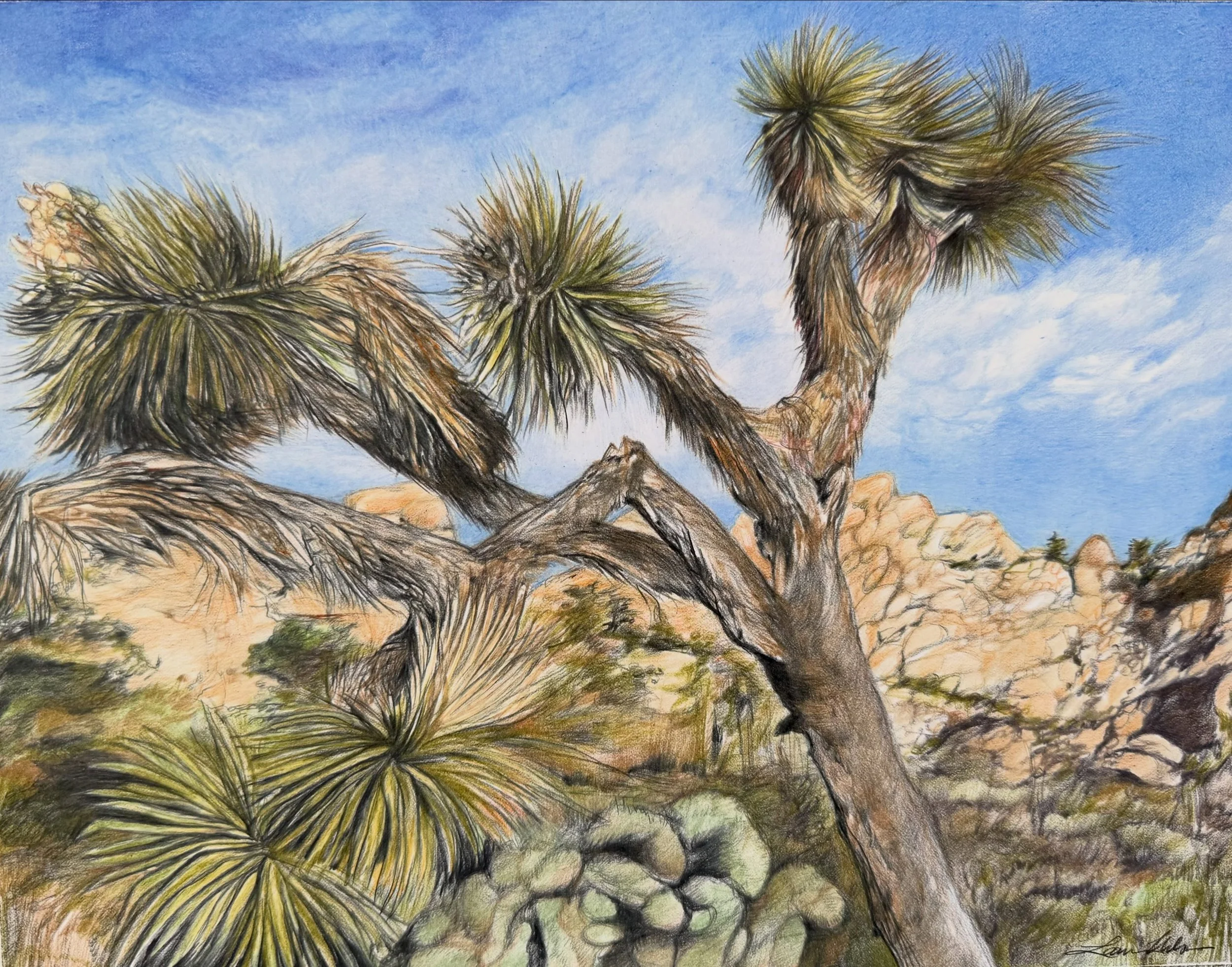 Come with me to Joshua Tree&hellip;. @joshuatreenps #california 

Spring in JT - 11&rdquo;x14&rdquo; - colored pencil on paper. A limited edition of prints will be available - shoot me a DM to get in line!