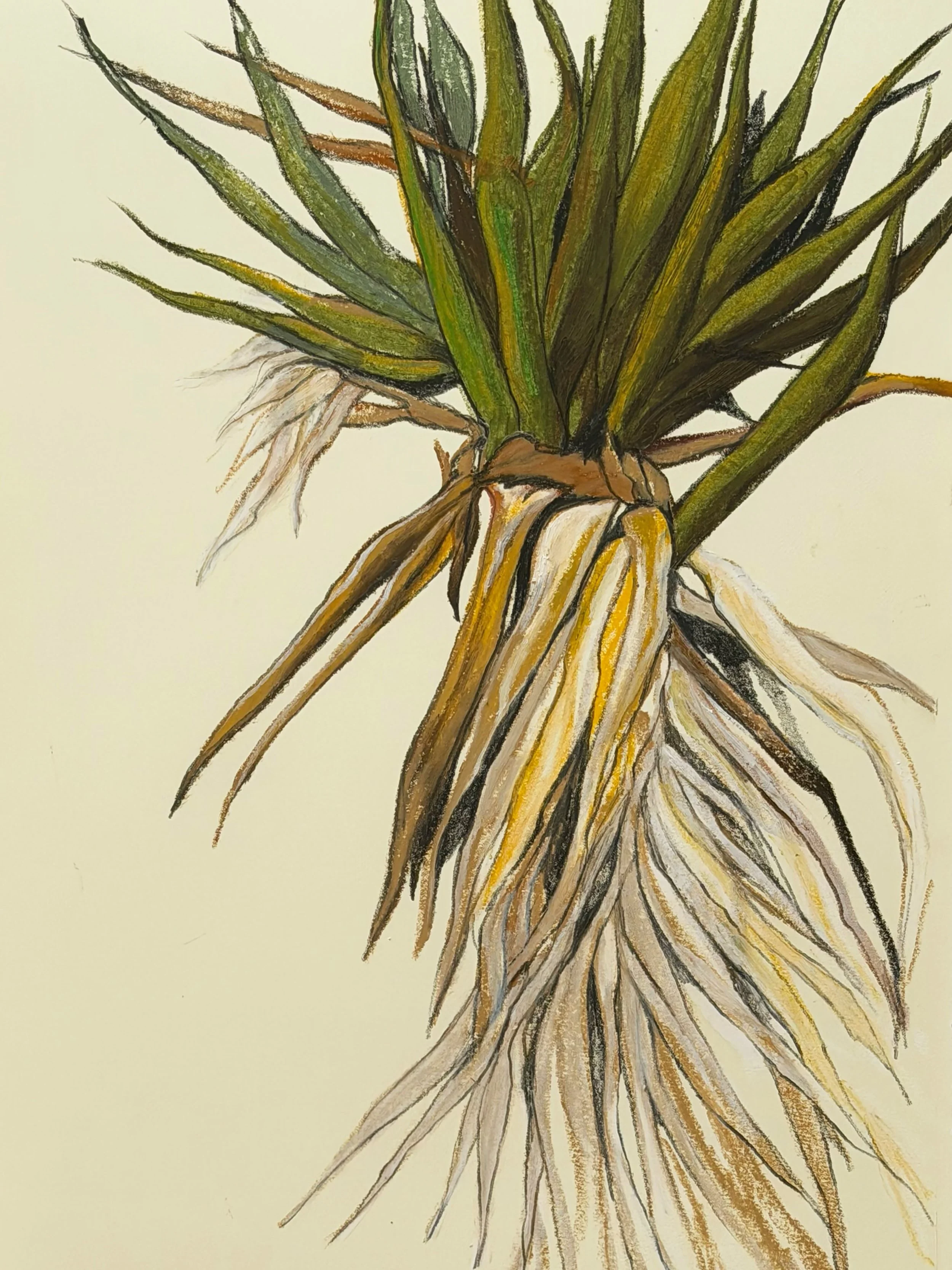 New work from my trip to @joshuatreenps and Coachella Valley. Oil pastel on paper, 15&rdquo;x22&rdquo; and up.