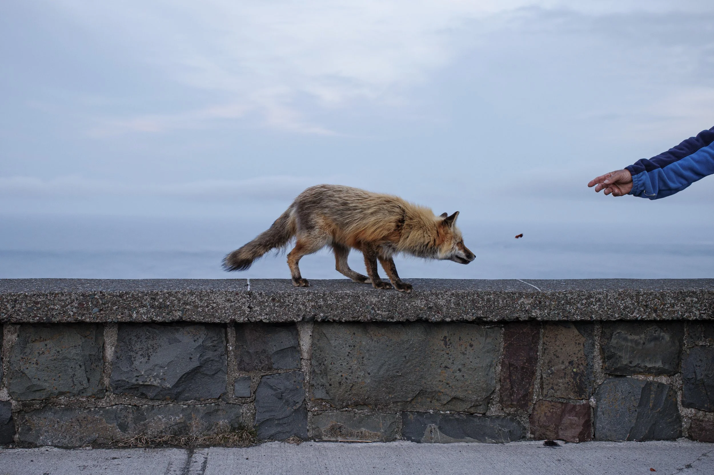 Don't feed the wildlife, Signal Hill, St. John’s, Nfld., May 16, 2022.
