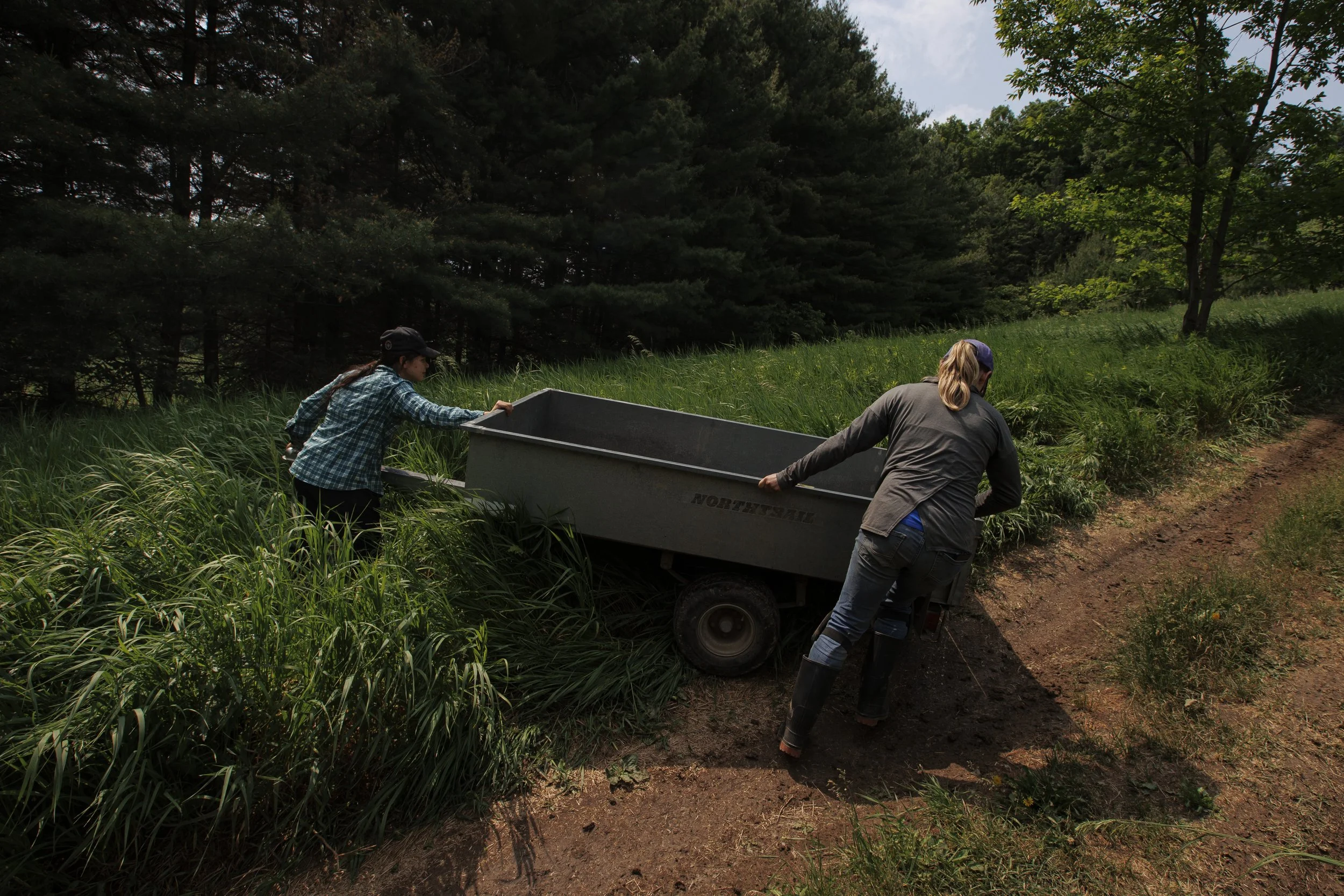 Mt. Wolfe Farm, Caledon, Ont., June 9, 2023.