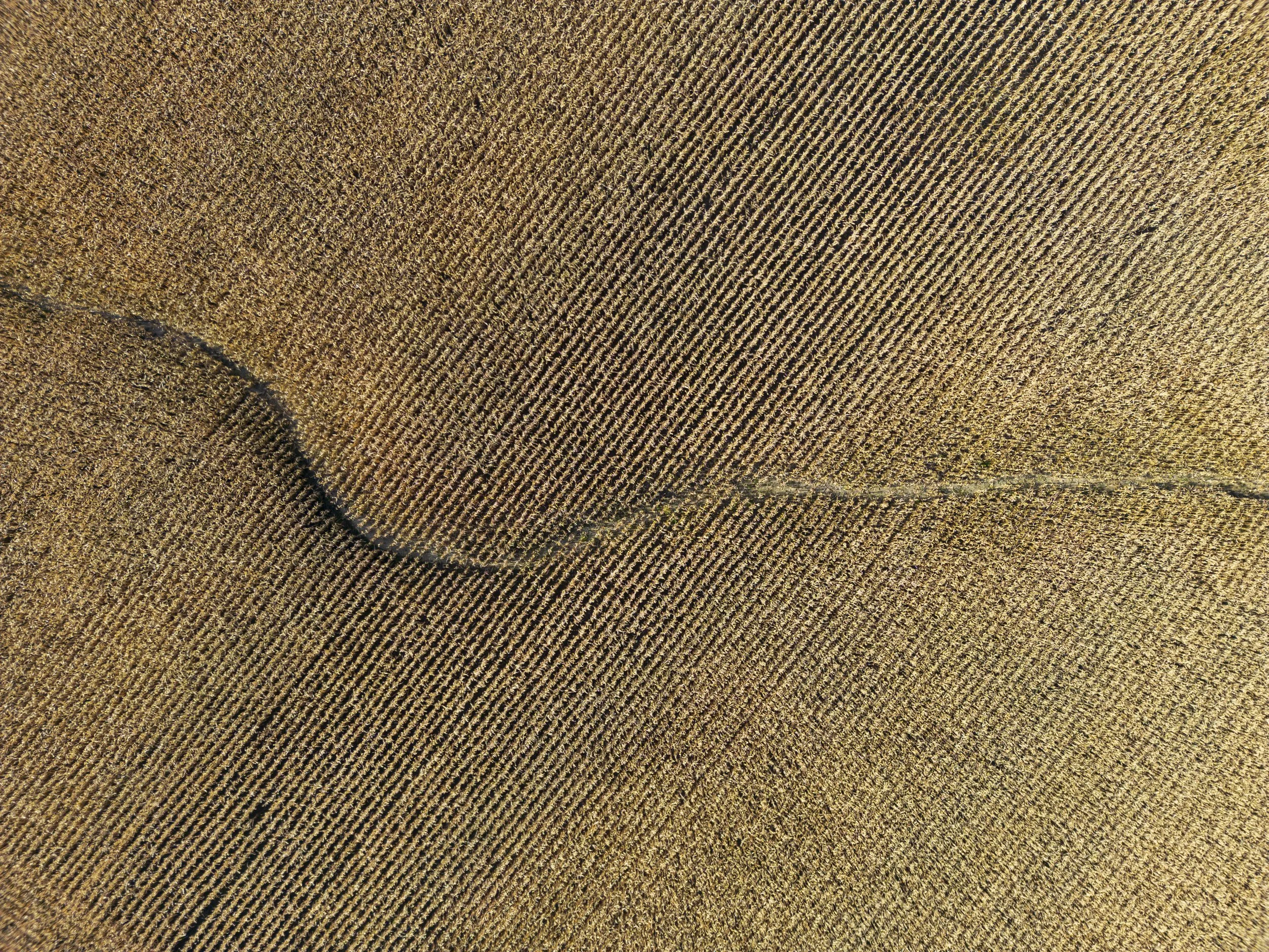Winter wheat, King City, Ont., Oct. 22, 2024.