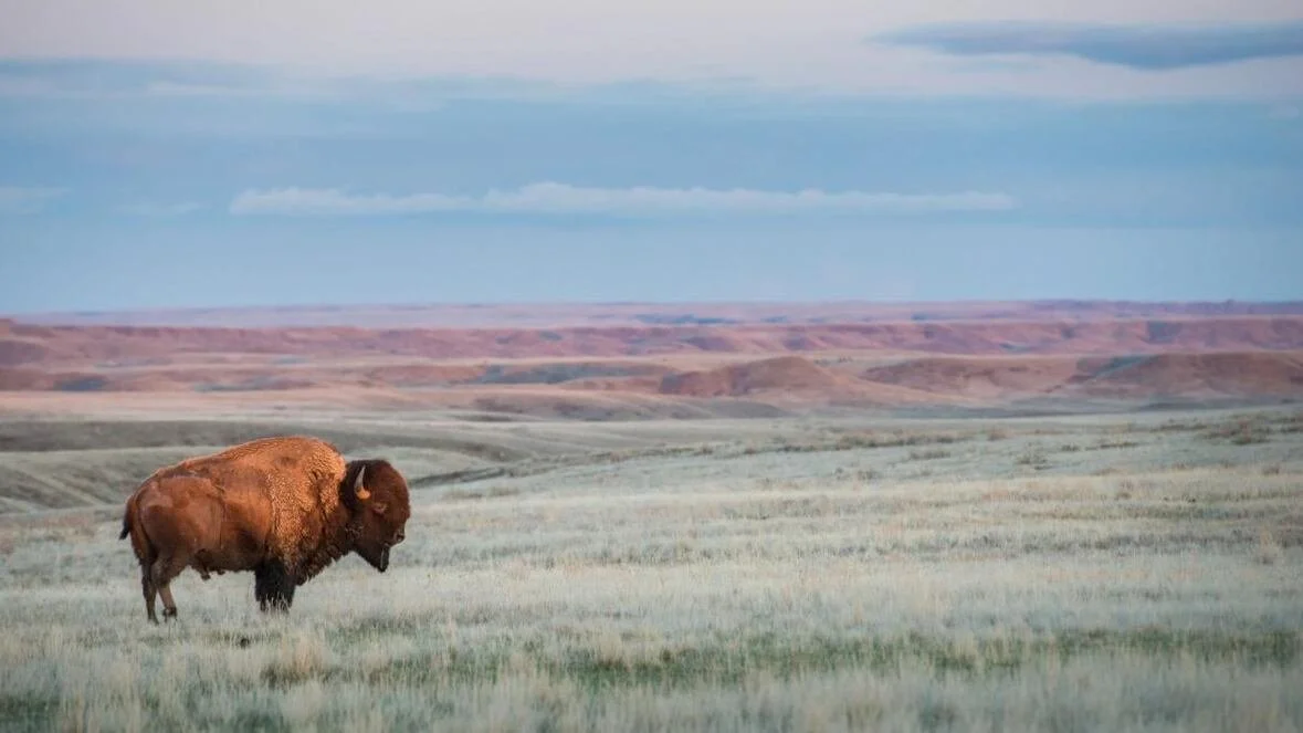 Invaders to the buffalo hunt: False claims of Indigenous heritage in education
