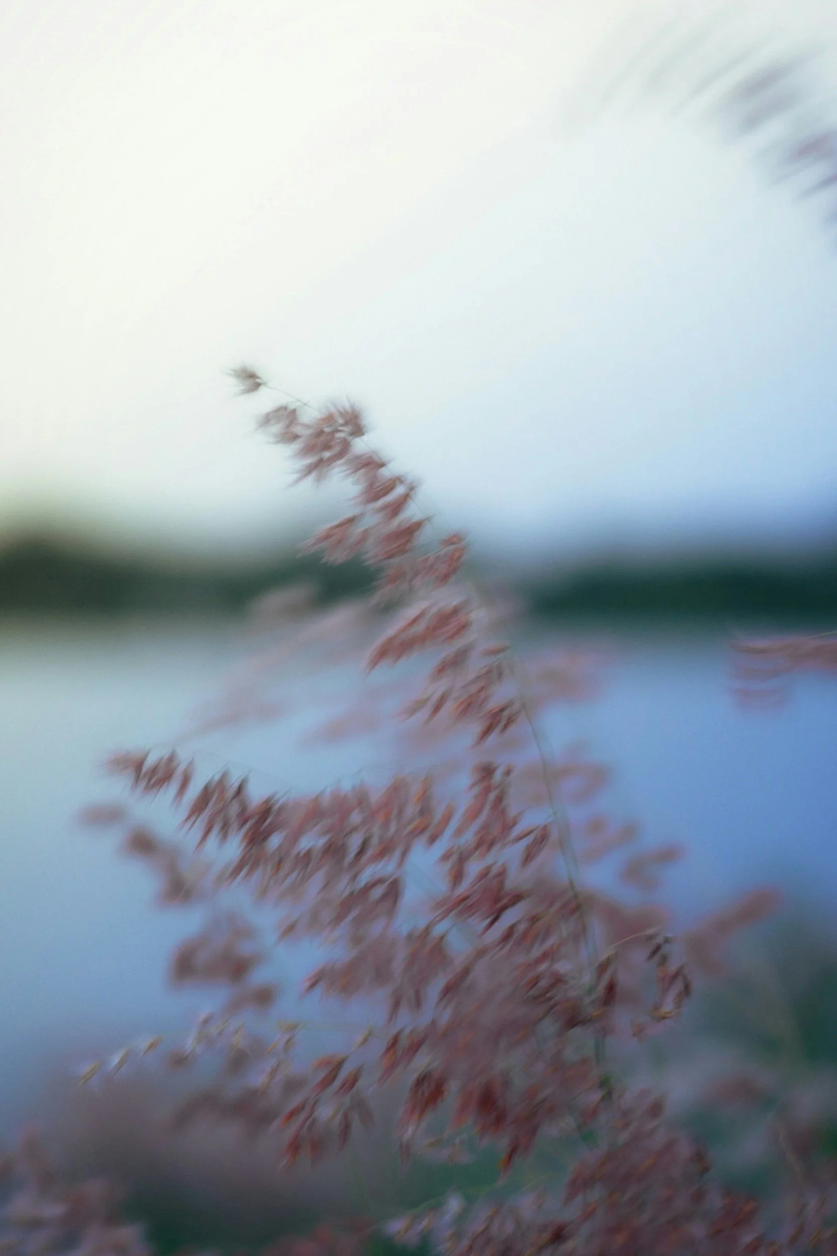 Blurred image of reddish-brown leaves on a branch against a pale background with hints of greenery.