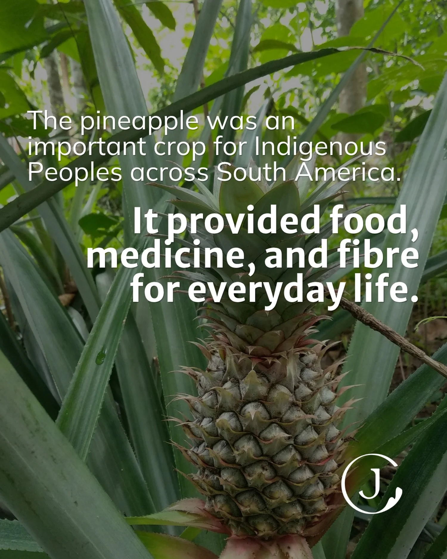 Day 18 of National Indigenous History Month! 🍍🌿

The pineapple is deeply rooted in Indigenous agricultural history. Originating in the region of present-day Brazil, Paraguay, and Argentina, it was a staple crop of great importance to the Indigenous