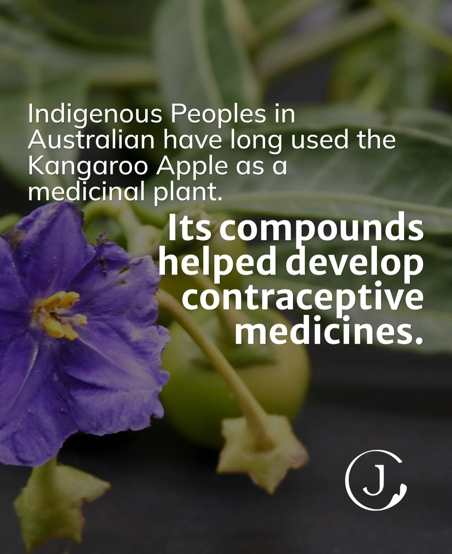 Day 19 of Indigenous History Month!

Today we&rsquo;re highlighting the Kangaroo Apple, which is a powerful example of Indigenous knowledge and innovation from Indigenous Peoples in Australia.
The Kangaroo Apple is both a food source and a form of me
